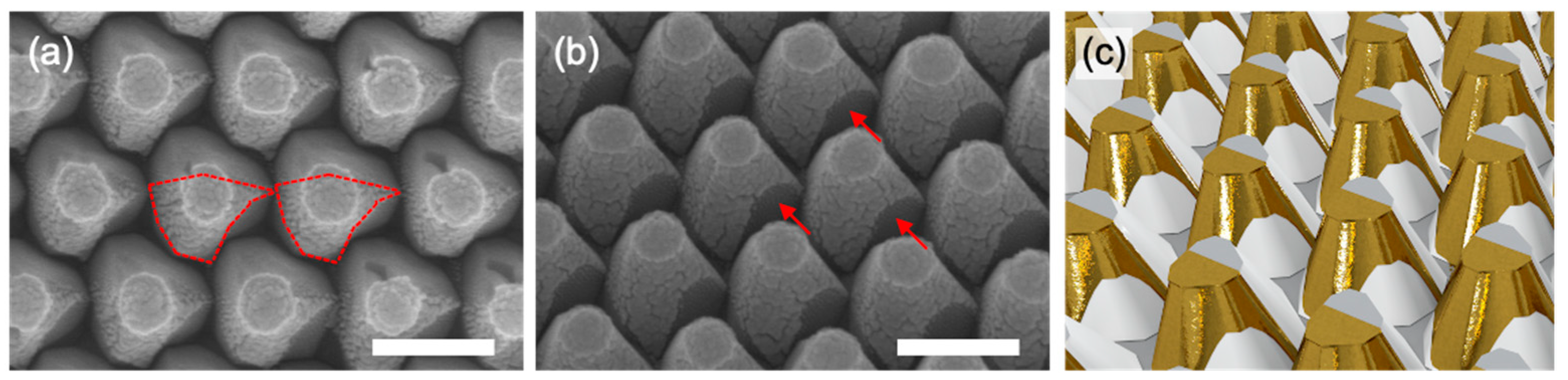 Biosensors 12 00158 g002