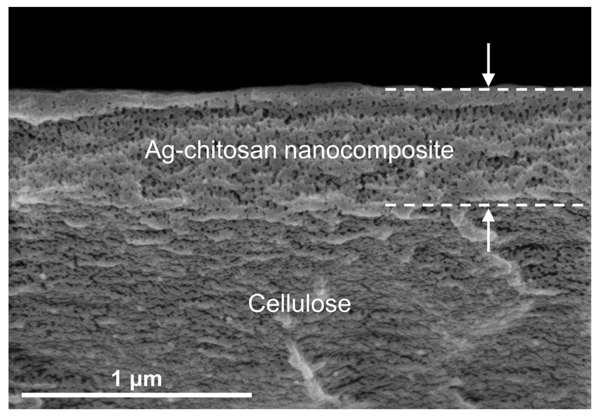 Biosensors 12 00266 g004