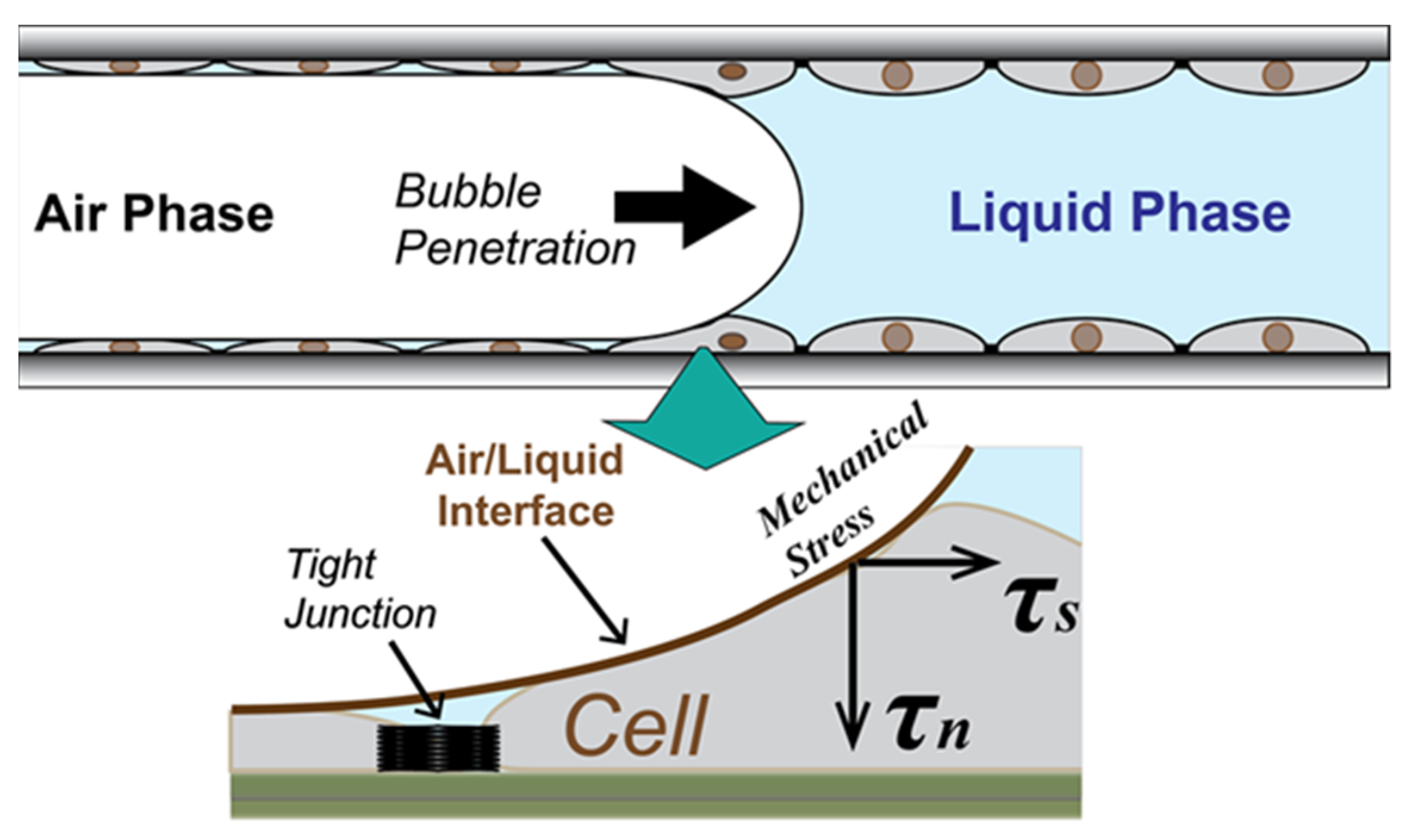 Biosensors 12 00390 g001