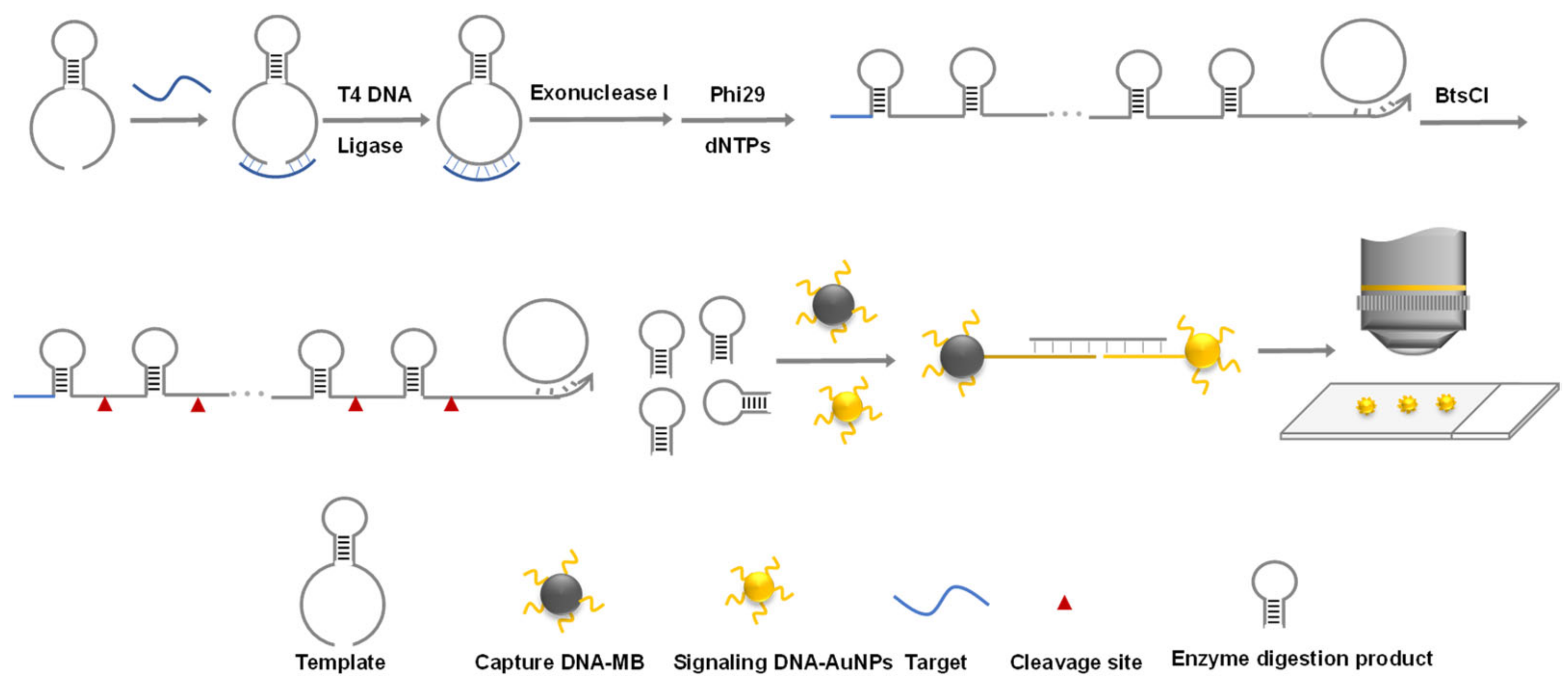 Biosensors 12 00448 sch001