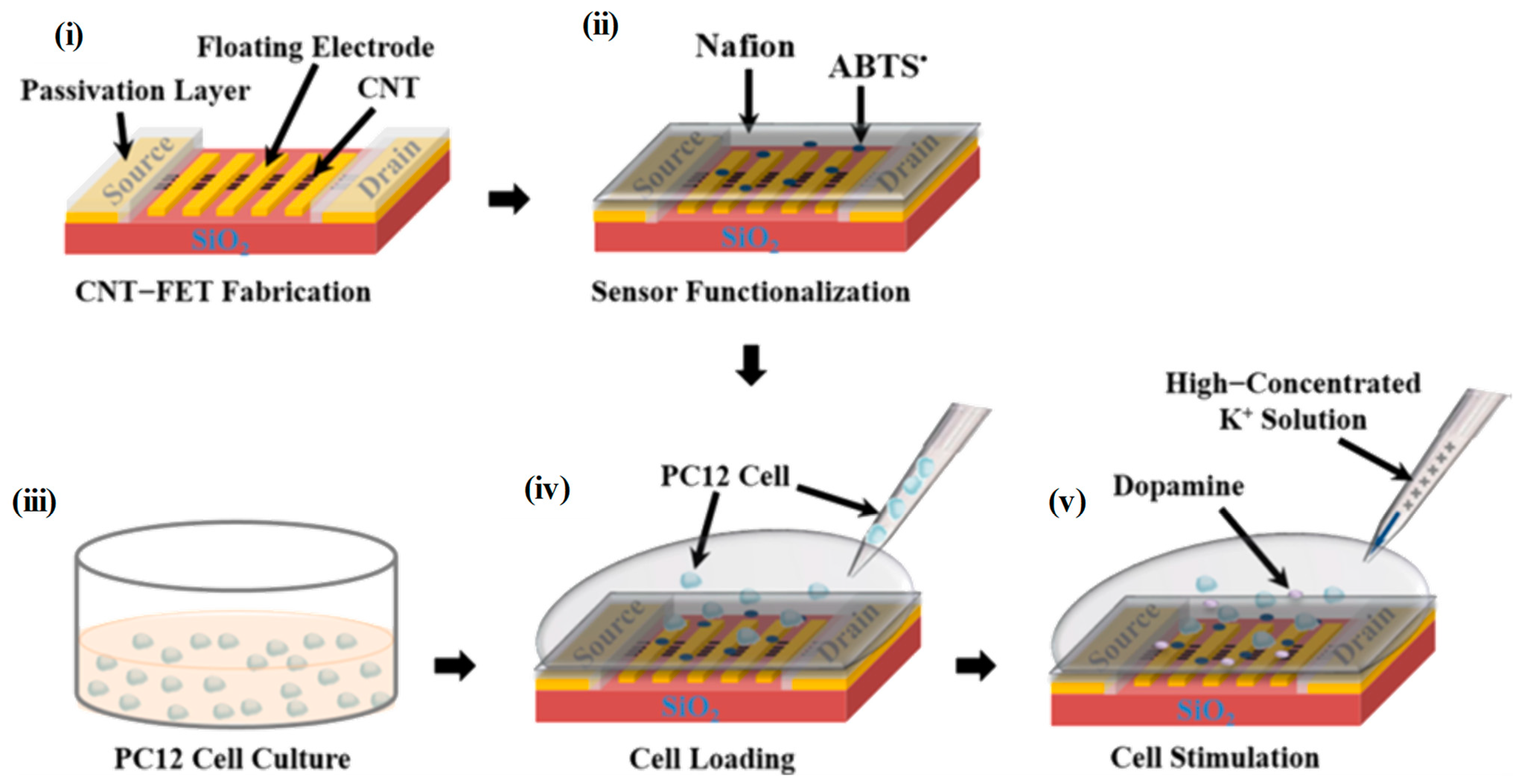 Biosensors Free Full Text PC Cell Line As A Neuronal Cell Model For Biosensing Applications
