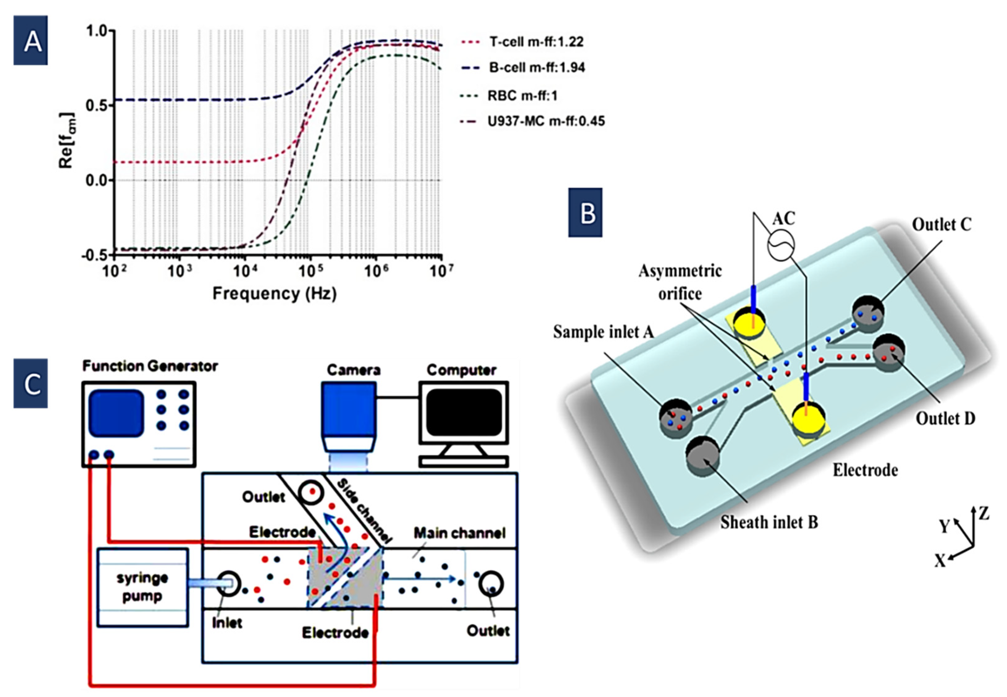 Biosensors 12 00510 g004