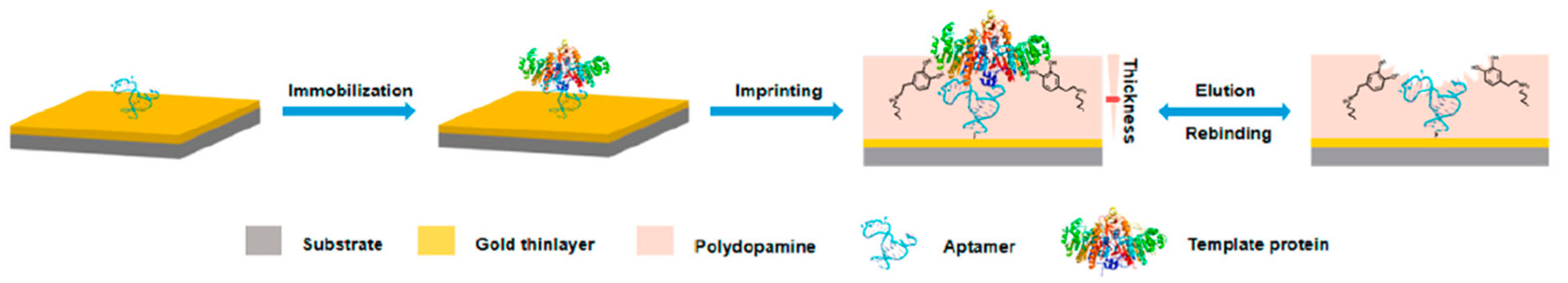 Biosensors 12 00576 g002