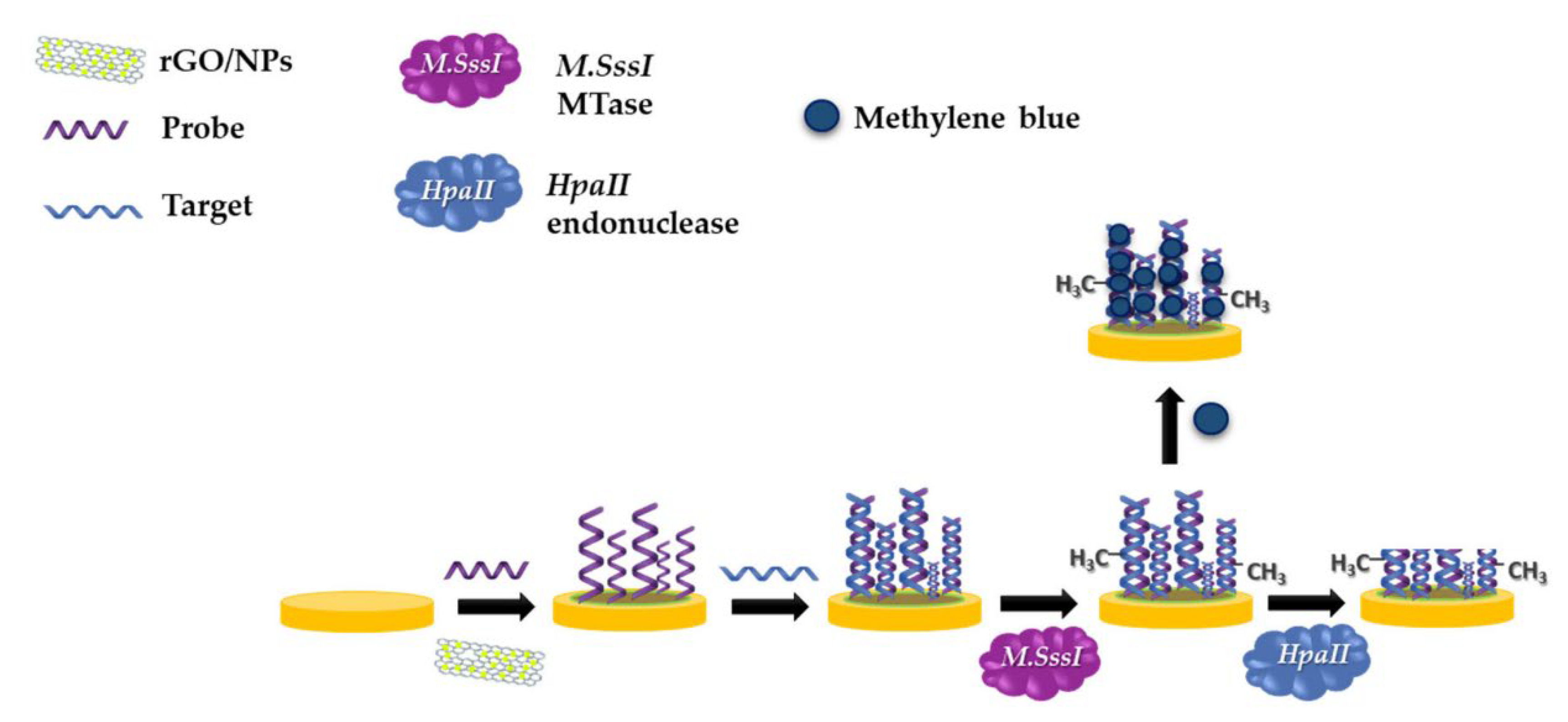 Biosensors 12 00607 g012
