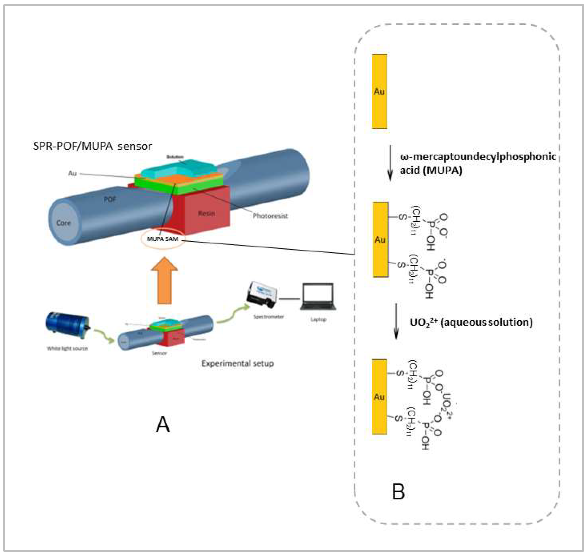 Biosensors 12 00635 g001