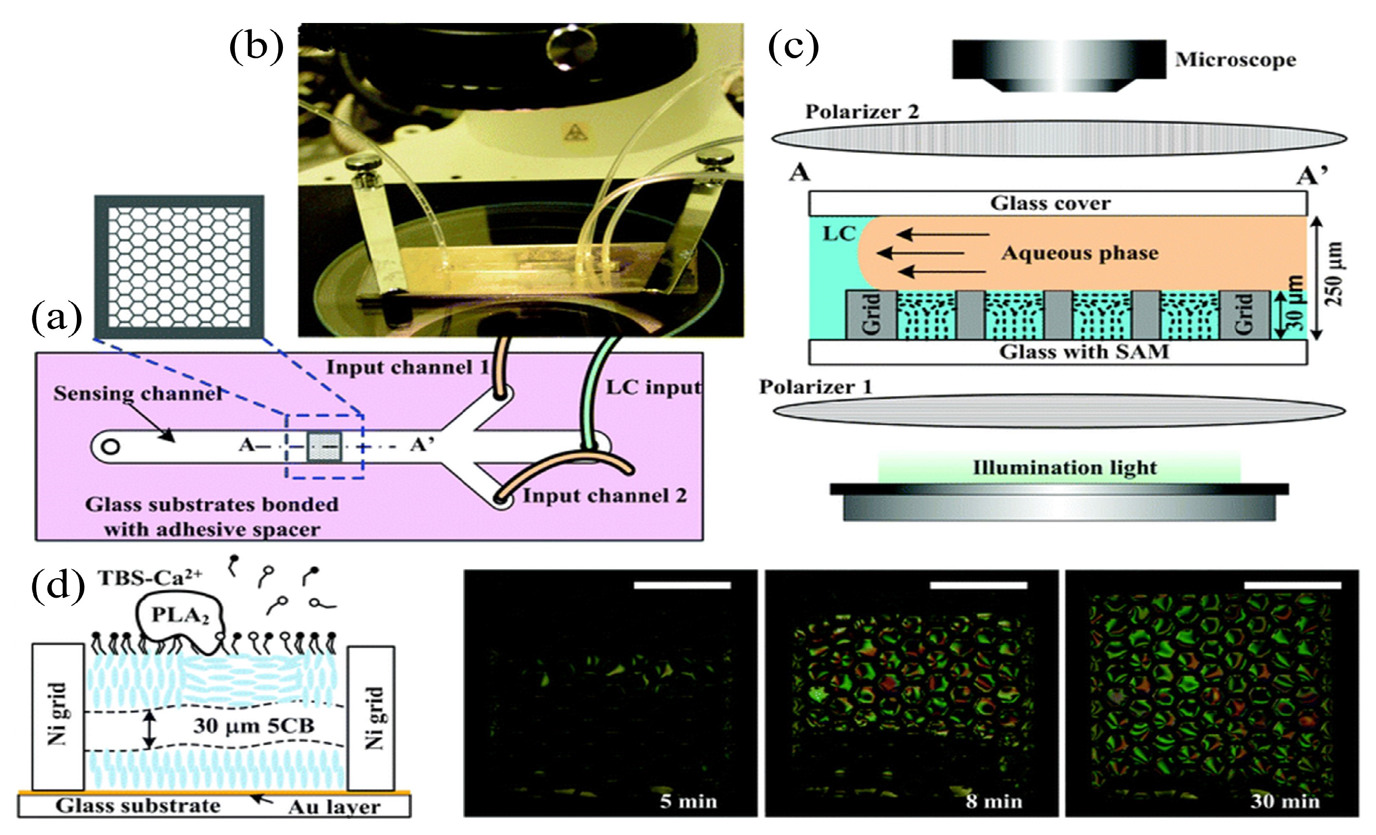 Biosensors 12 00639 g005