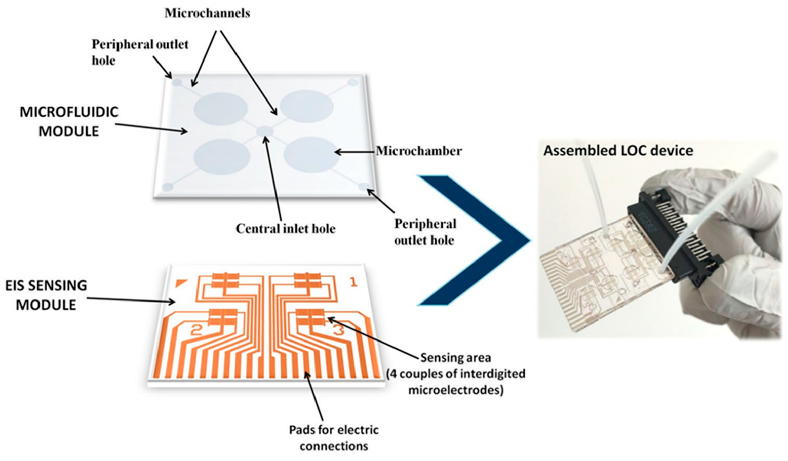 Biosensors 12 00675 g003