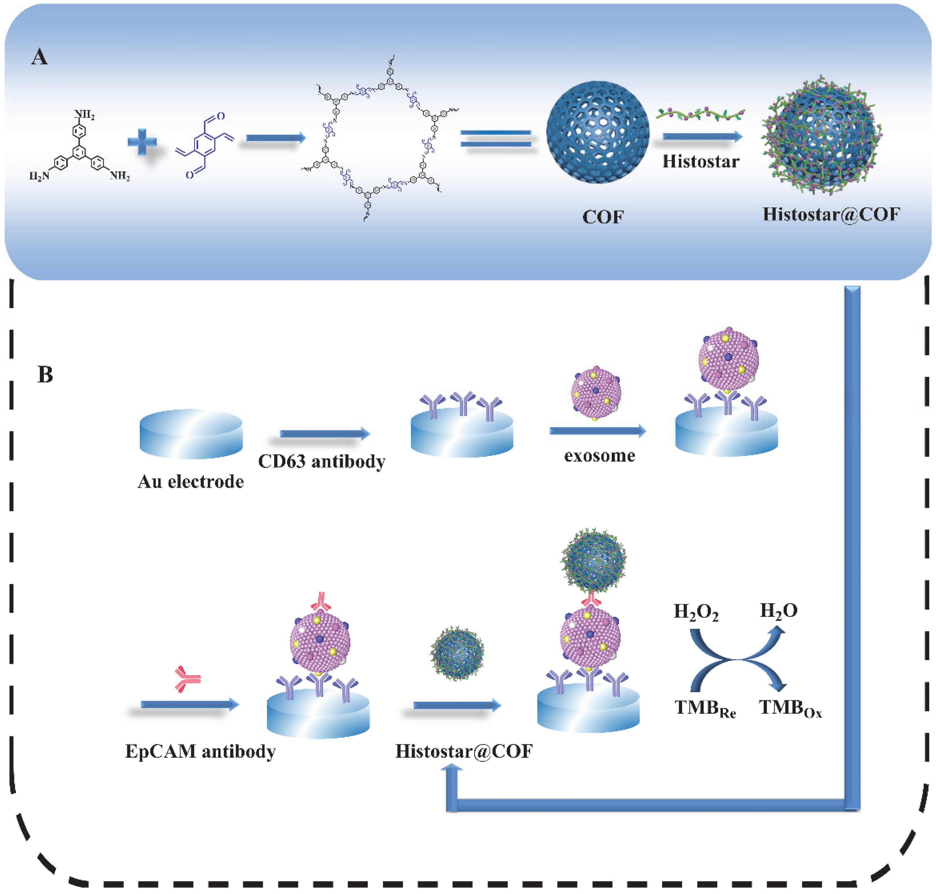 Biosensors 12 00704 g001