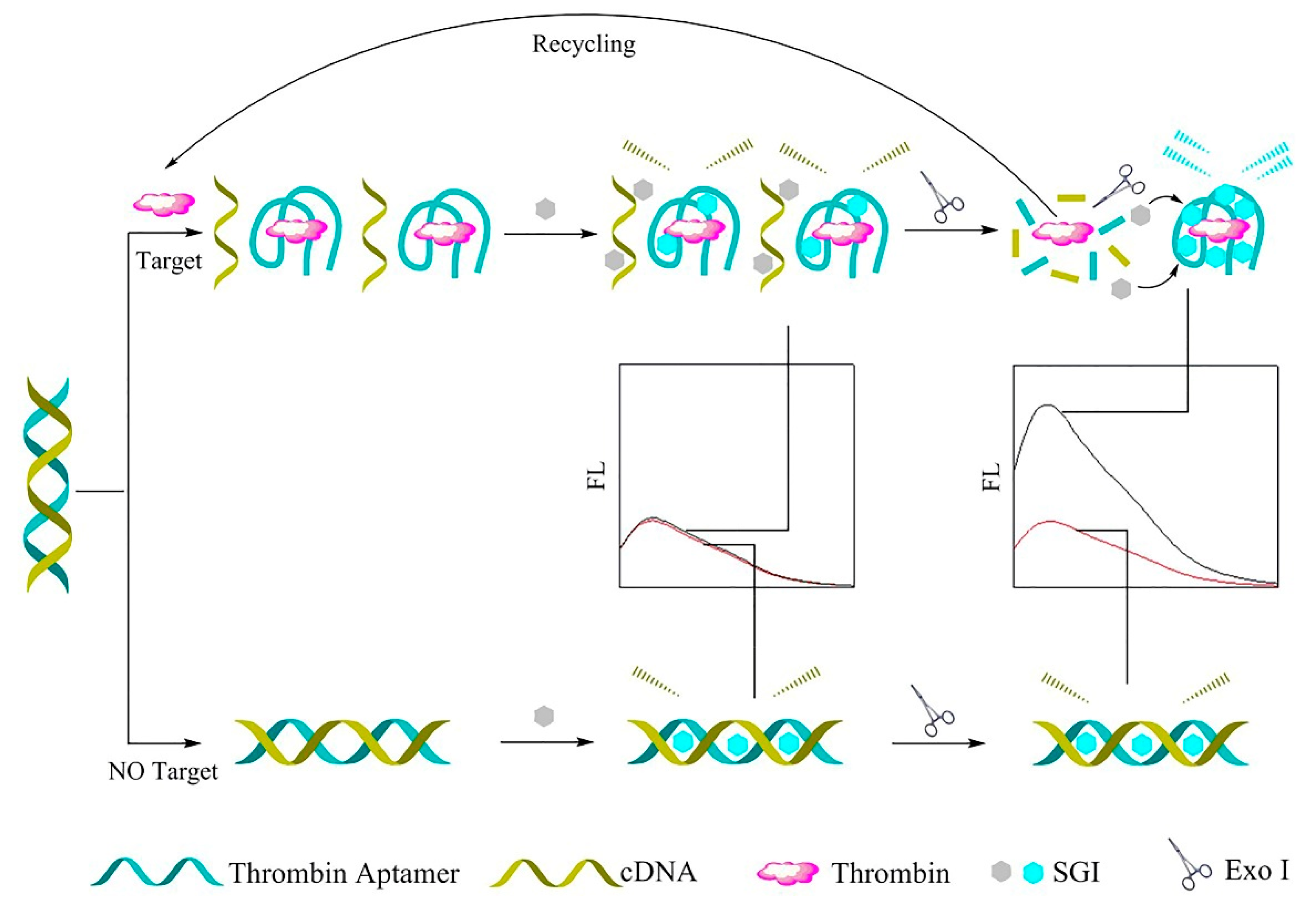 Biosensors Free Full Text Recent Progresses In Development Of Biosensors For Thrombin Detection