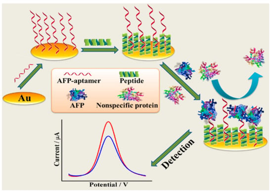 Biosensors Free Full Text Detection Of Alpha Fetoprotein Using Aptamer Based Sensors