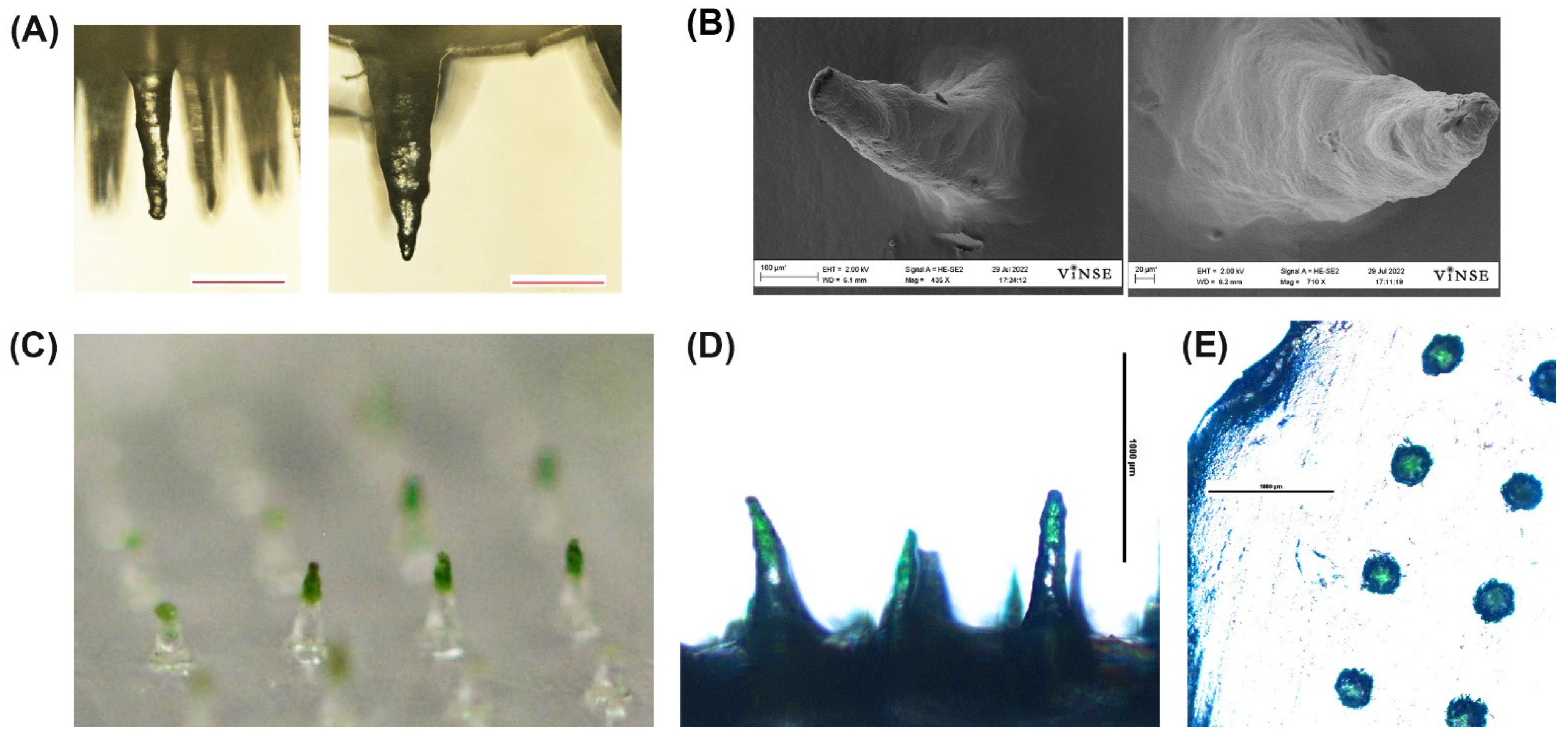 Biosensors 12 00819 g005