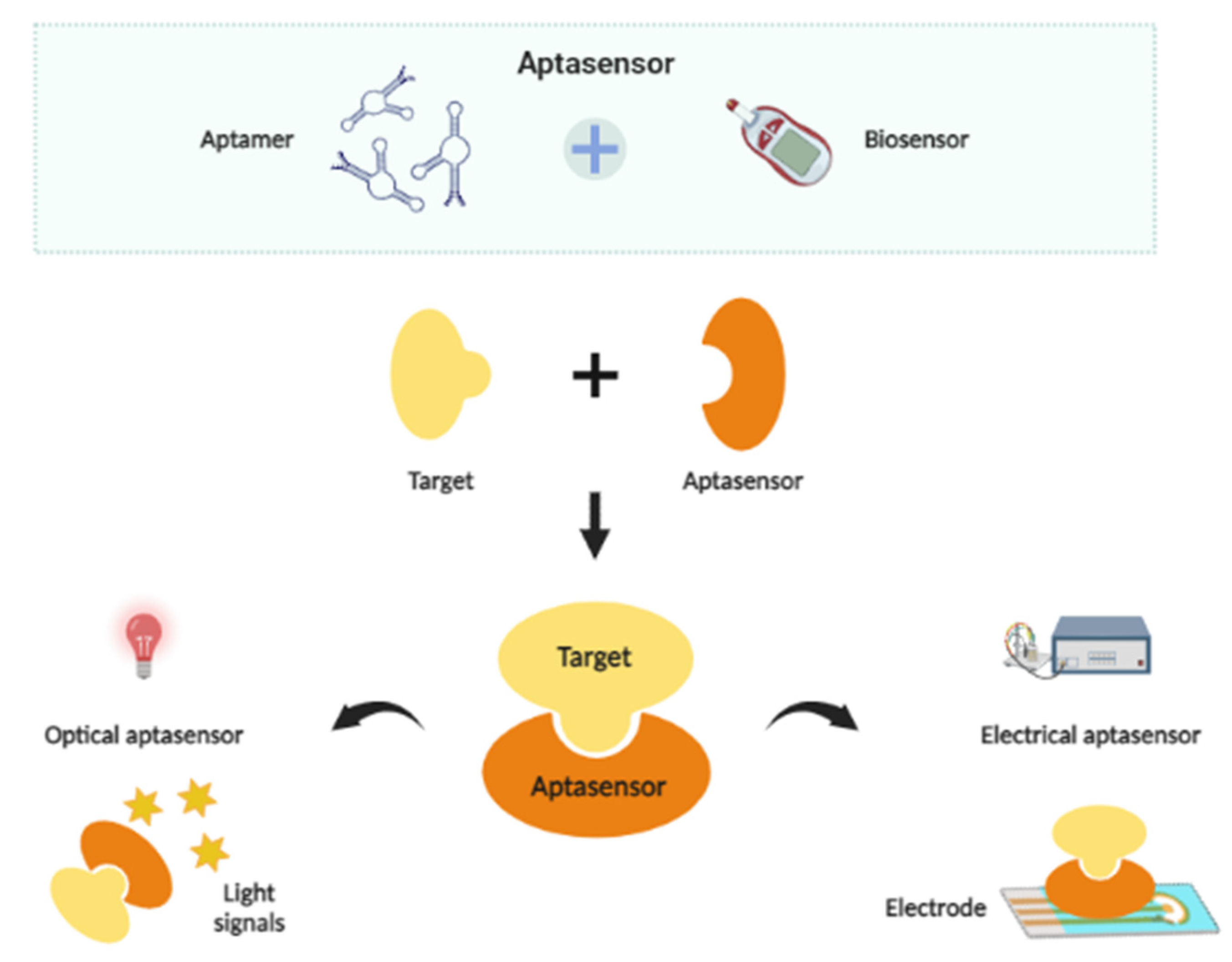 Biosensors | Free Full-Text | Advances In Aptamer-Based Biosensors And ...