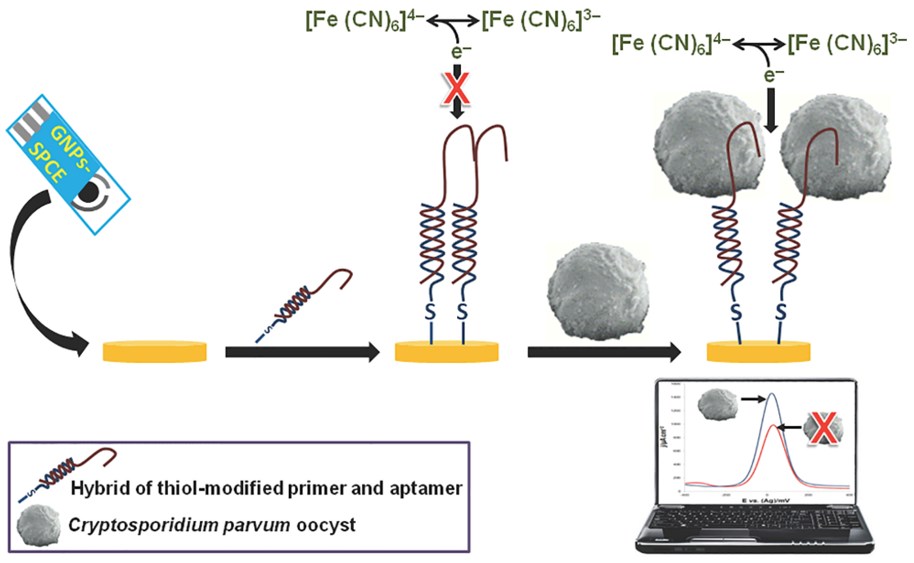 Biosensors 12 00927 g006