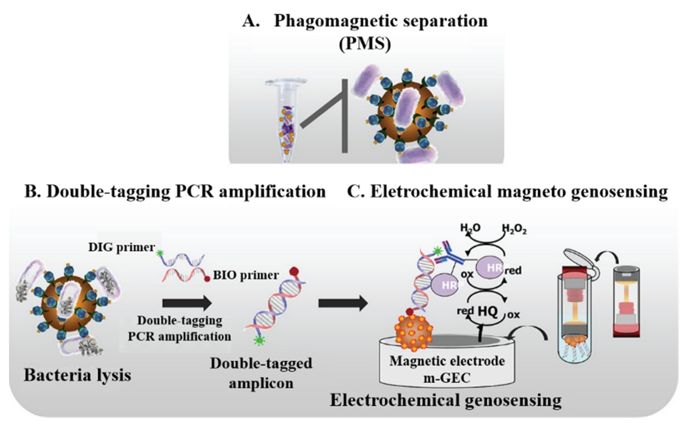 Biosensors 12 00954 g006