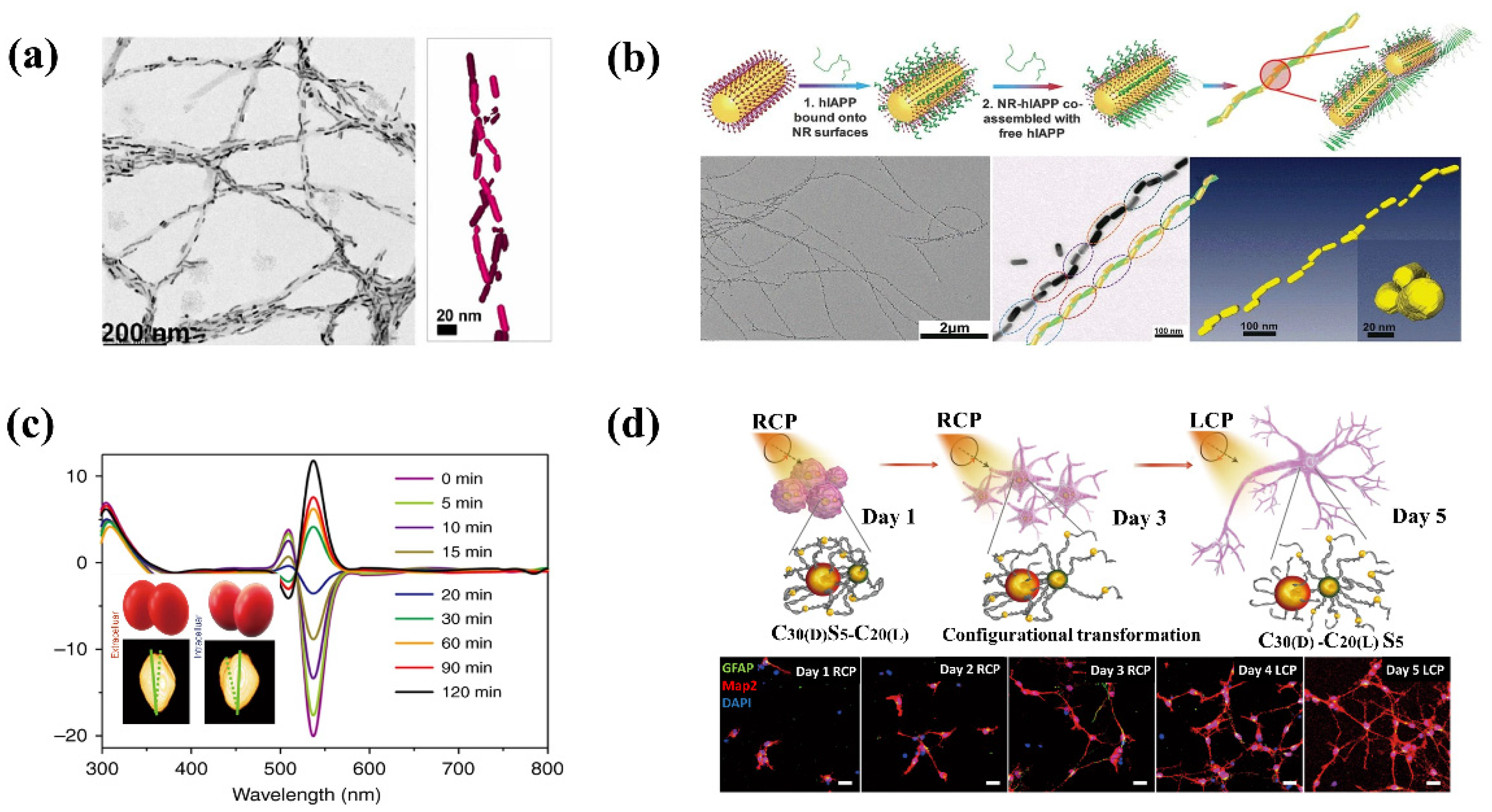 Biosensors Free Full Text Gold Nanoparticle Based Chiral Plasmonic Nanostructures And Their 5368