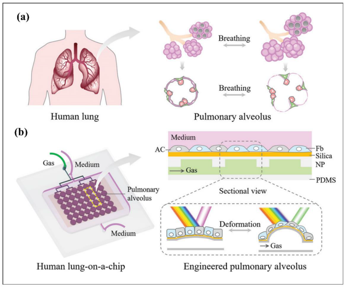 Biosensors | Free Full-Text | Biomedical Applications Of Microfluidic ...