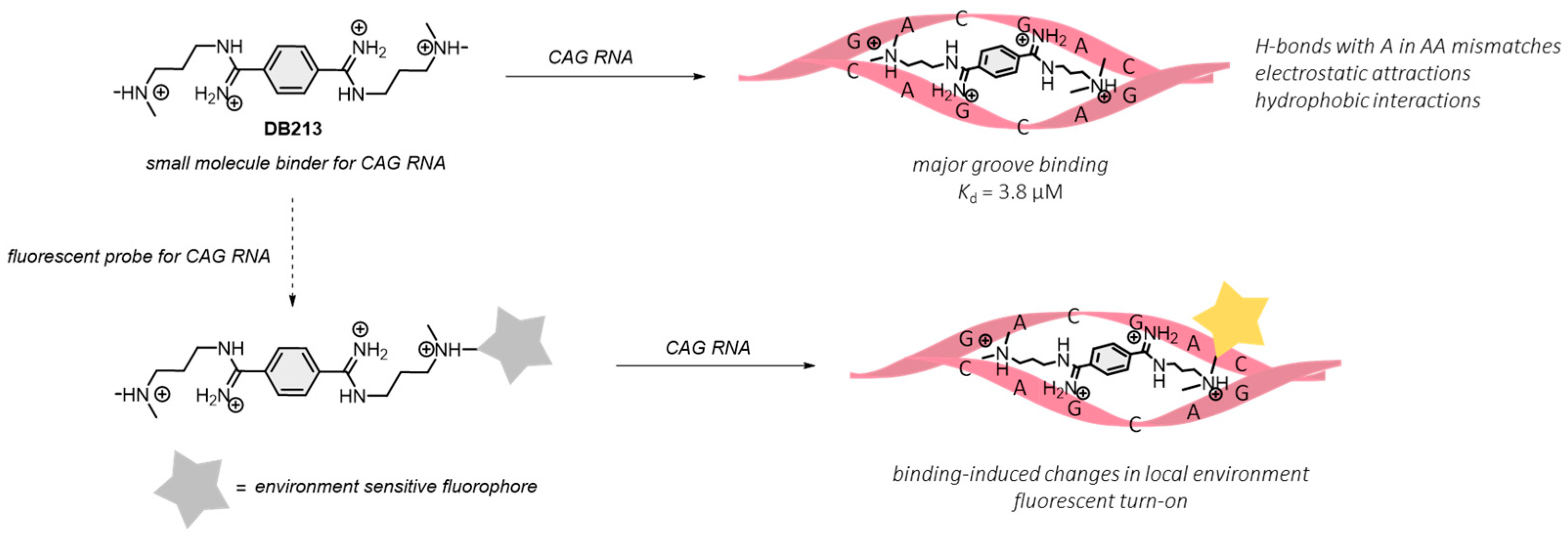 Biosensors | Free Full-Text | Development of Fluorescent Turn-On Probes for  CAG-RNA Repeats