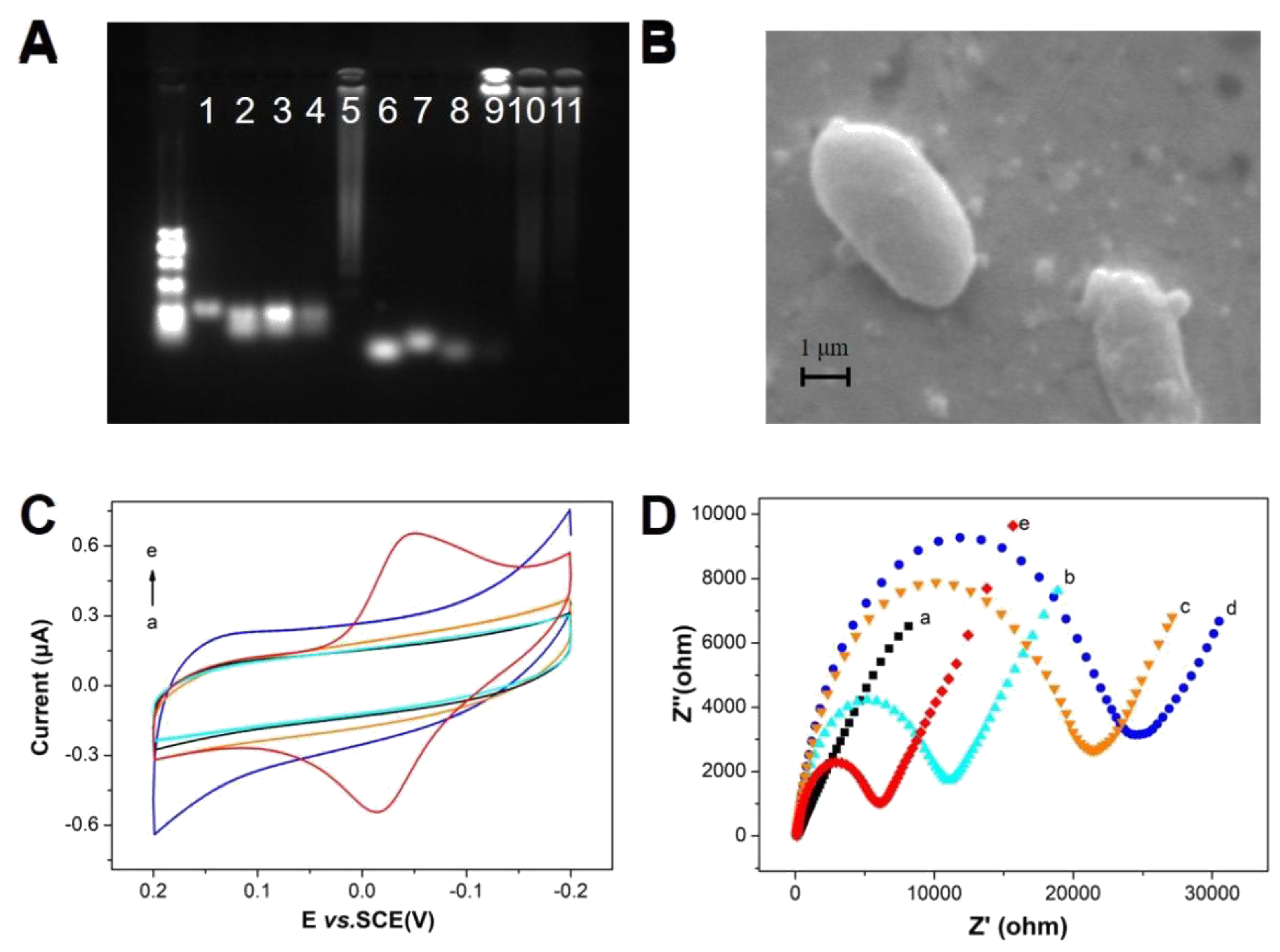 Biosensors 13 00024 g001 Biosensors 13 00024 g001