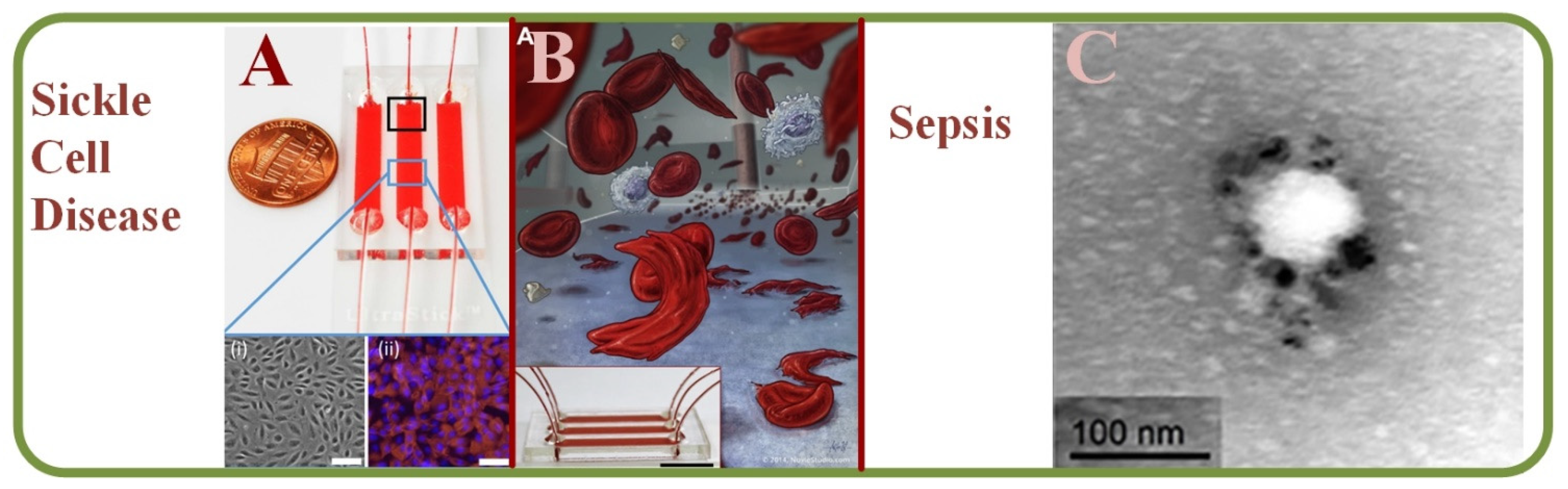 Biosensors 13 00117 g013 Biosensors 13 00117 g013