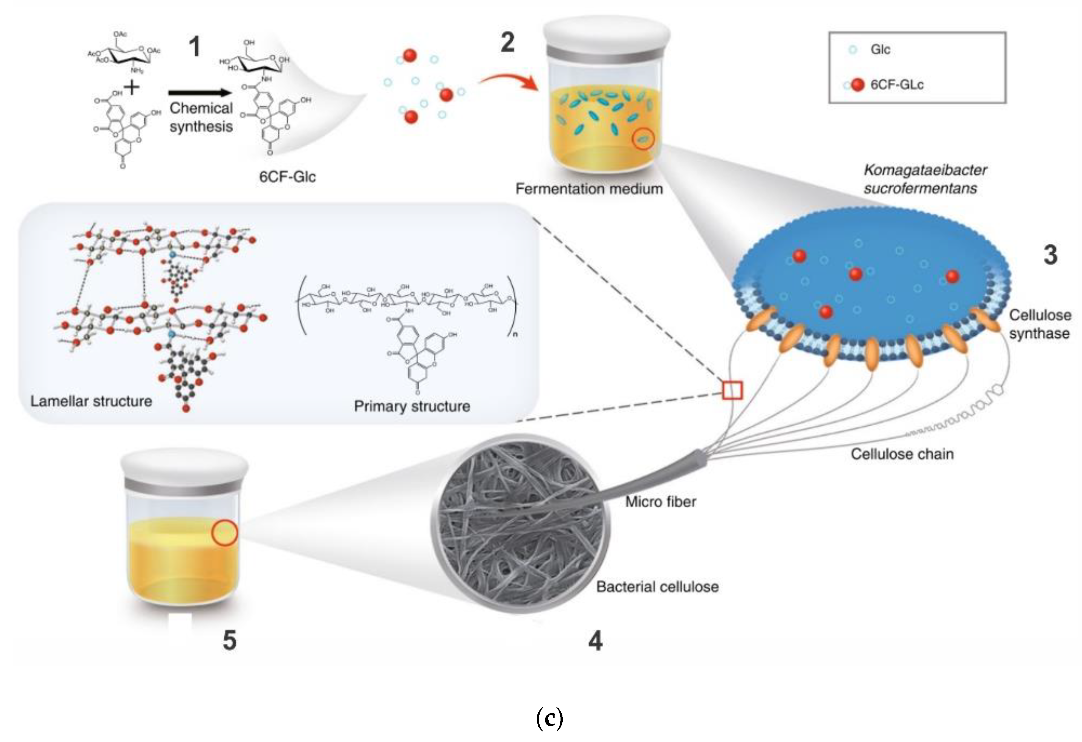 Biosensors | Free Full-Text | Review Of Bacterial Nanocellulose-Based ...