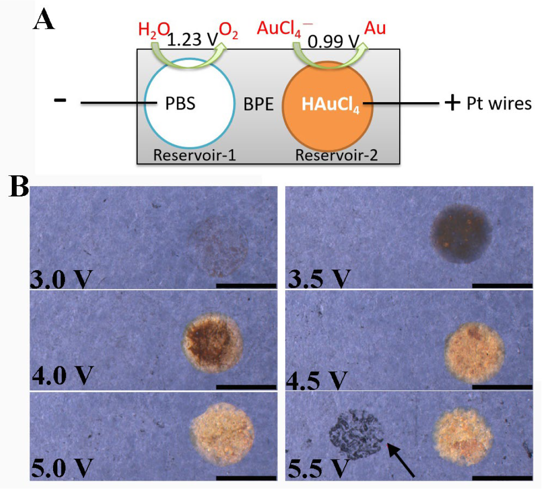 Biosensors 13 00158 g001 Biosensors 13 00158 g001