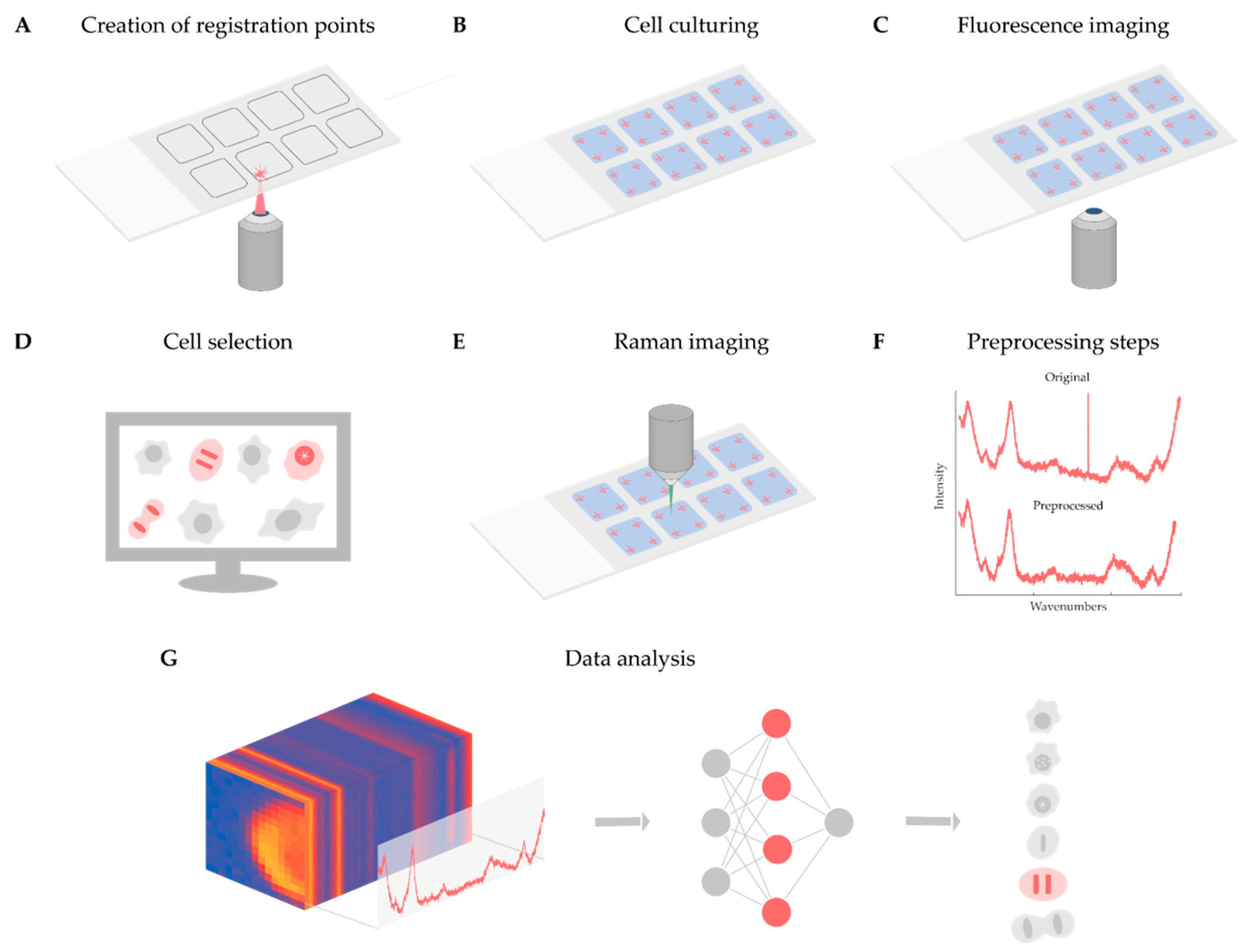 Biosensors | Free Full-Text | Correlative Fluorescence and Raman Microscopy  to Define Mitotic Stages at the Single-Cell Level: Opportunities and  Limitations in the AI Era