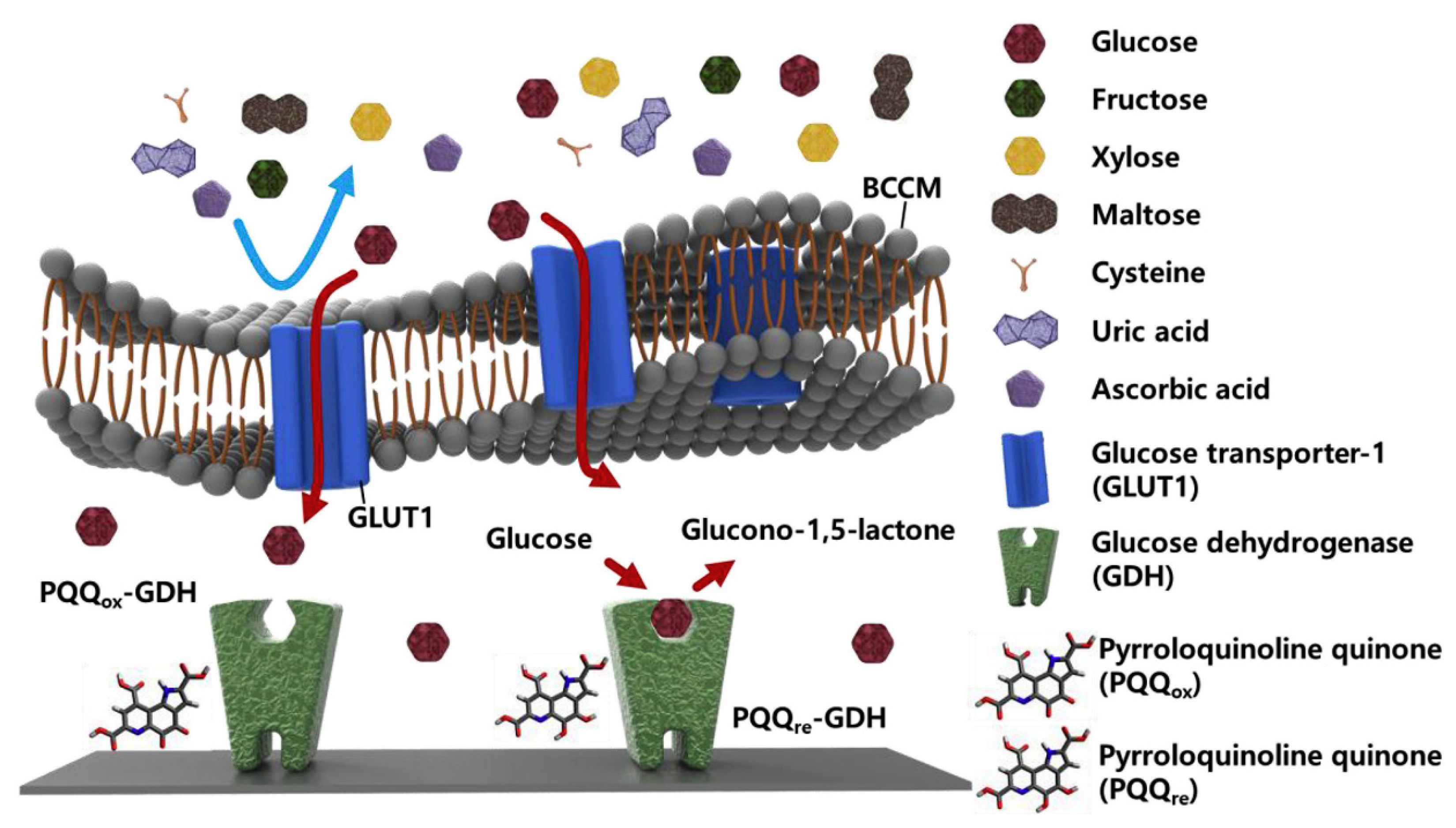 Biosensors 13 00189 g008 Biosensors 13 00189 g008