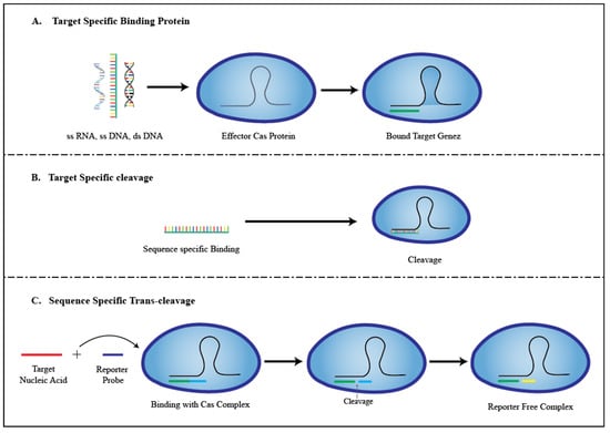 https://www.mdpi.com/biosensors/biosensors-13-00202/article_deploy/html/images/biosensors-13-00202-g001-550.jpg