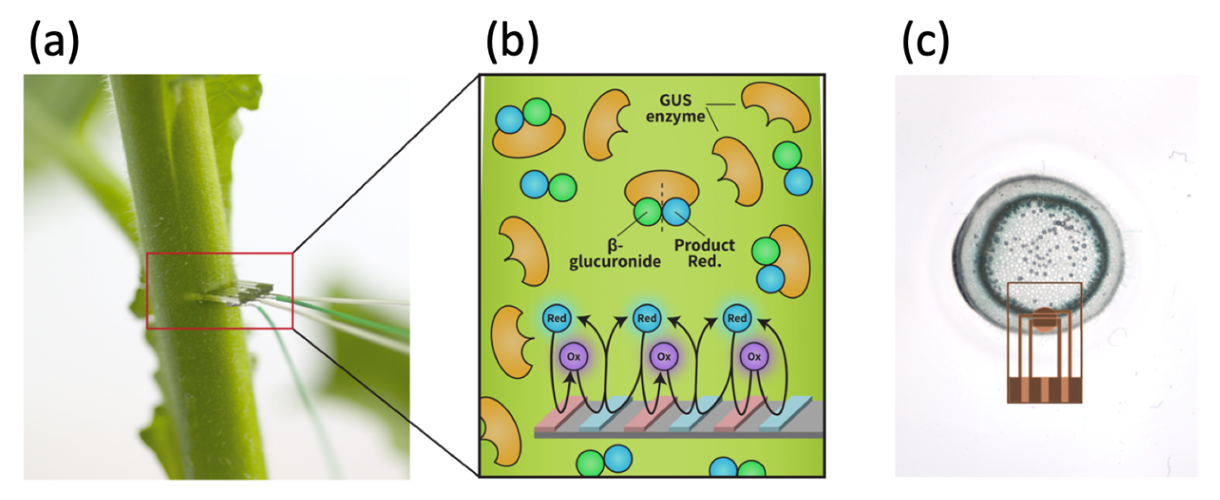 Biosensors 13 00219 g002