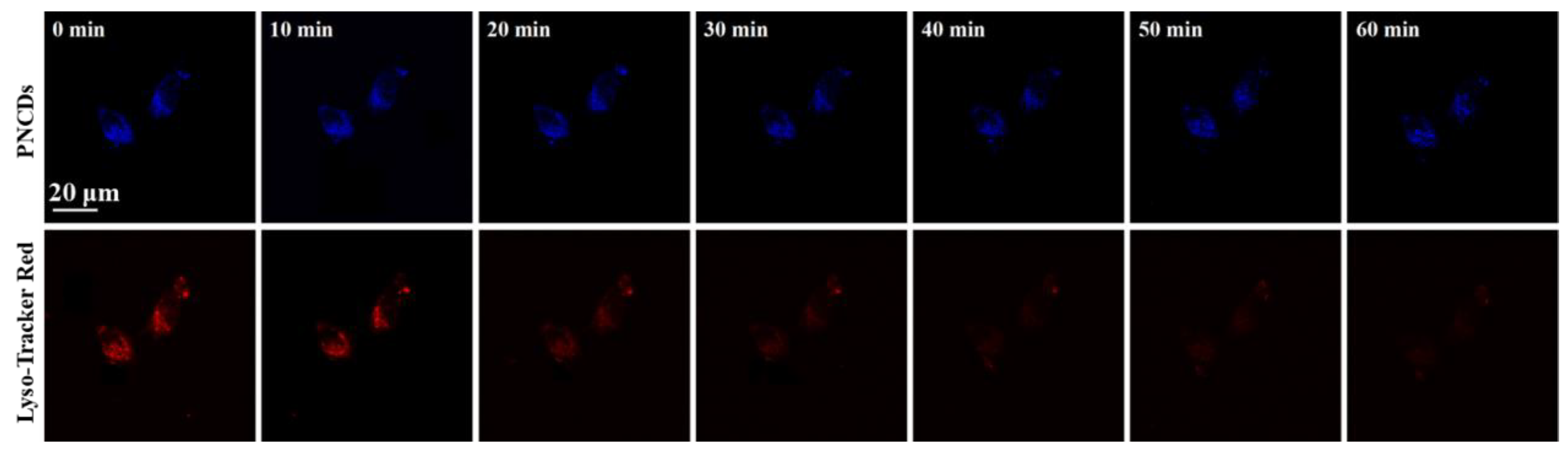 Biosensors 13 00230 g007 Biosensors 13 00230 g007