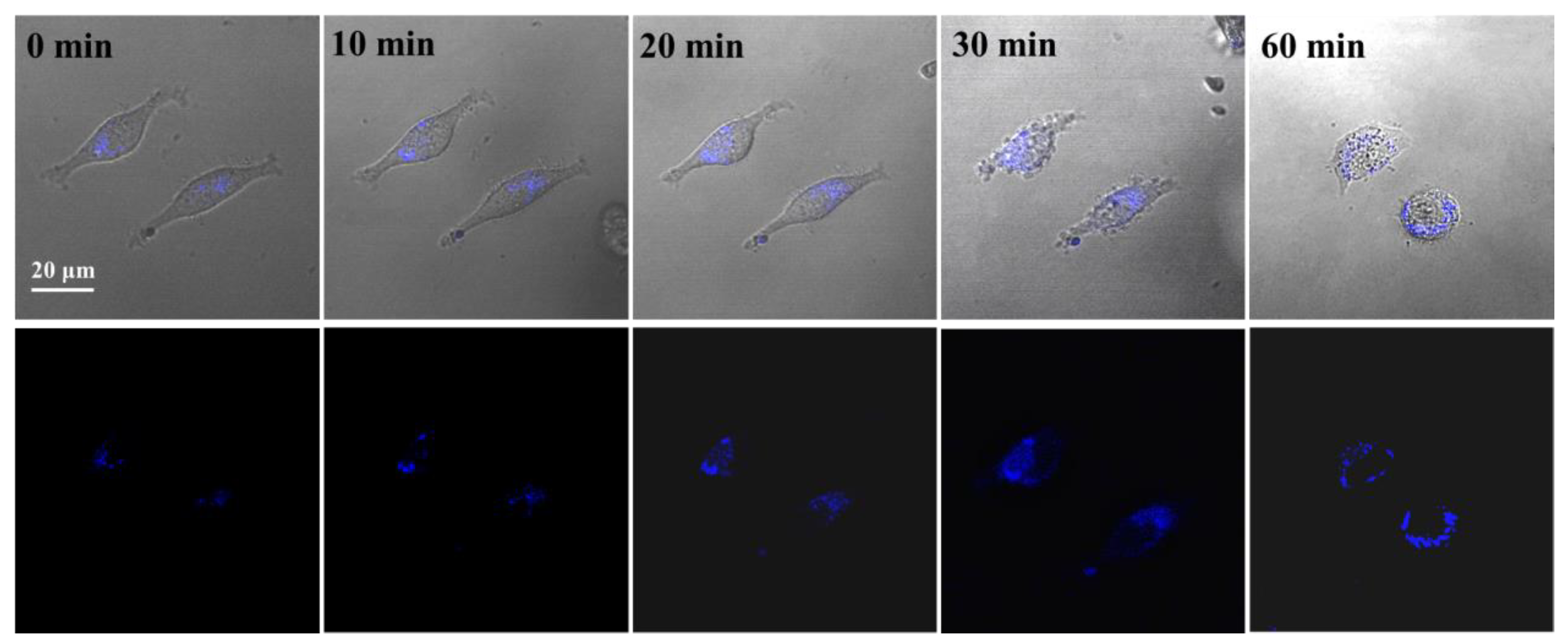 Biosensors 13 00230 g008 Biosensors 13 00230 g008