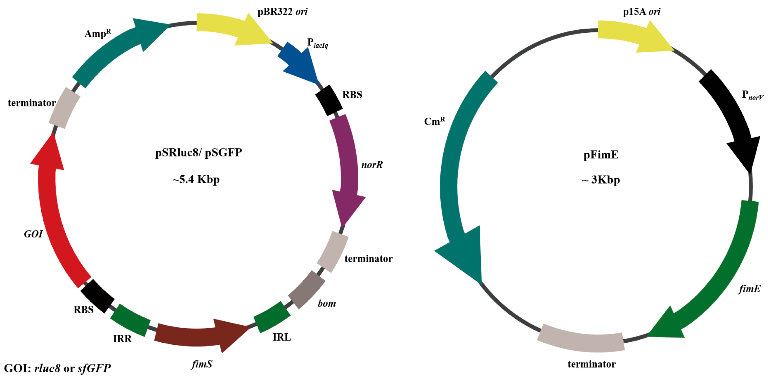 Biosensors 13 00266 g002