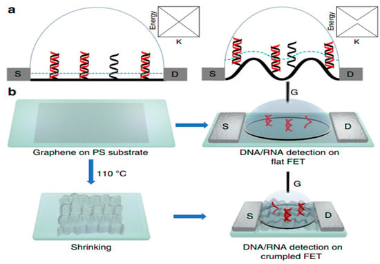 Biosensors Free Full Text A Brief Review Of Graphene Based Biosensors Developed For Rapid