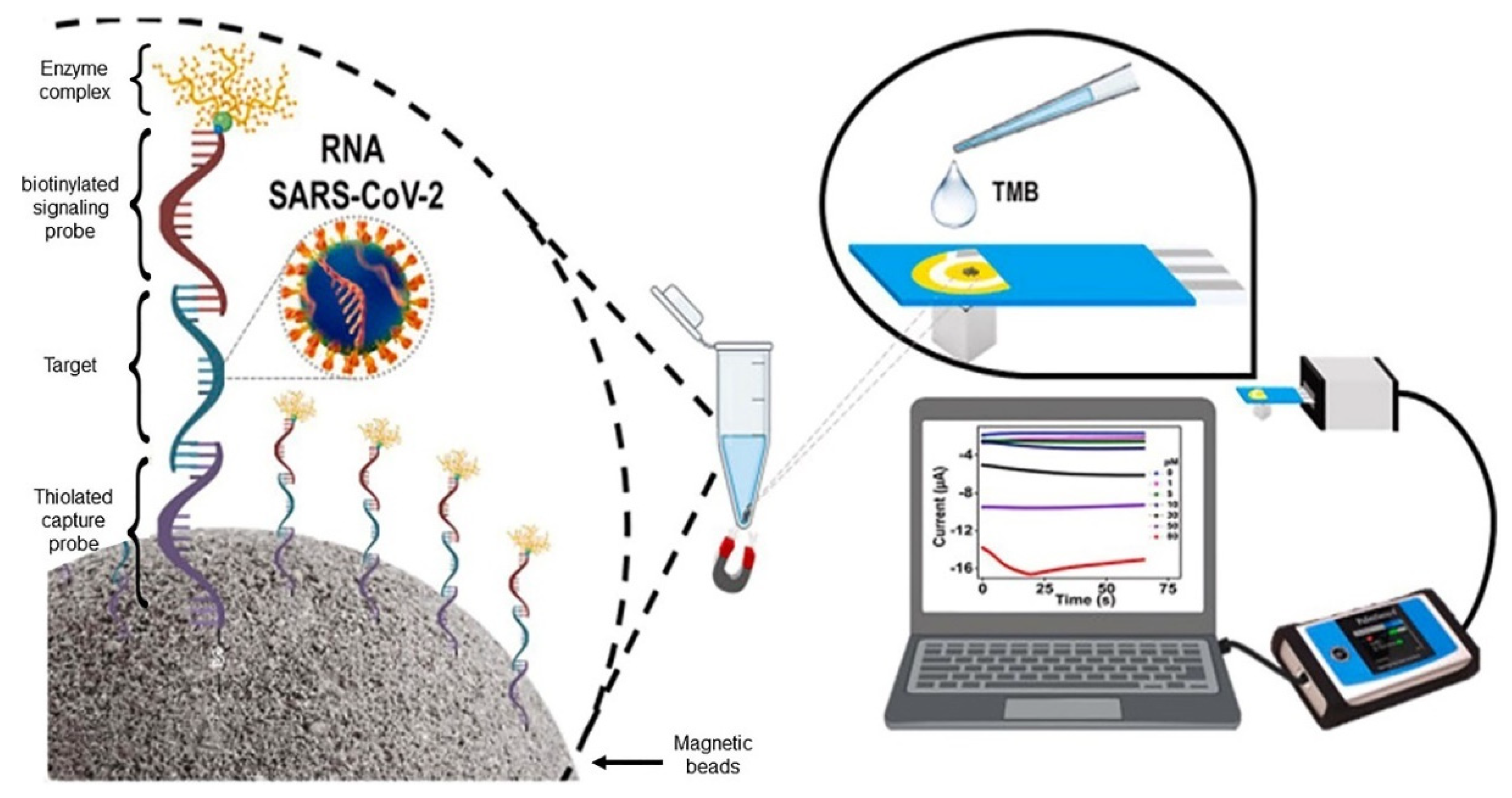 Biosensors 13 00336 g007 Biosensors 13 00336 g007