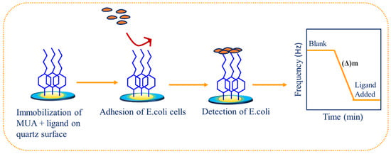 Biosensors | Free Full-Text | Sugar–Lectin Interactions for Direct and ...