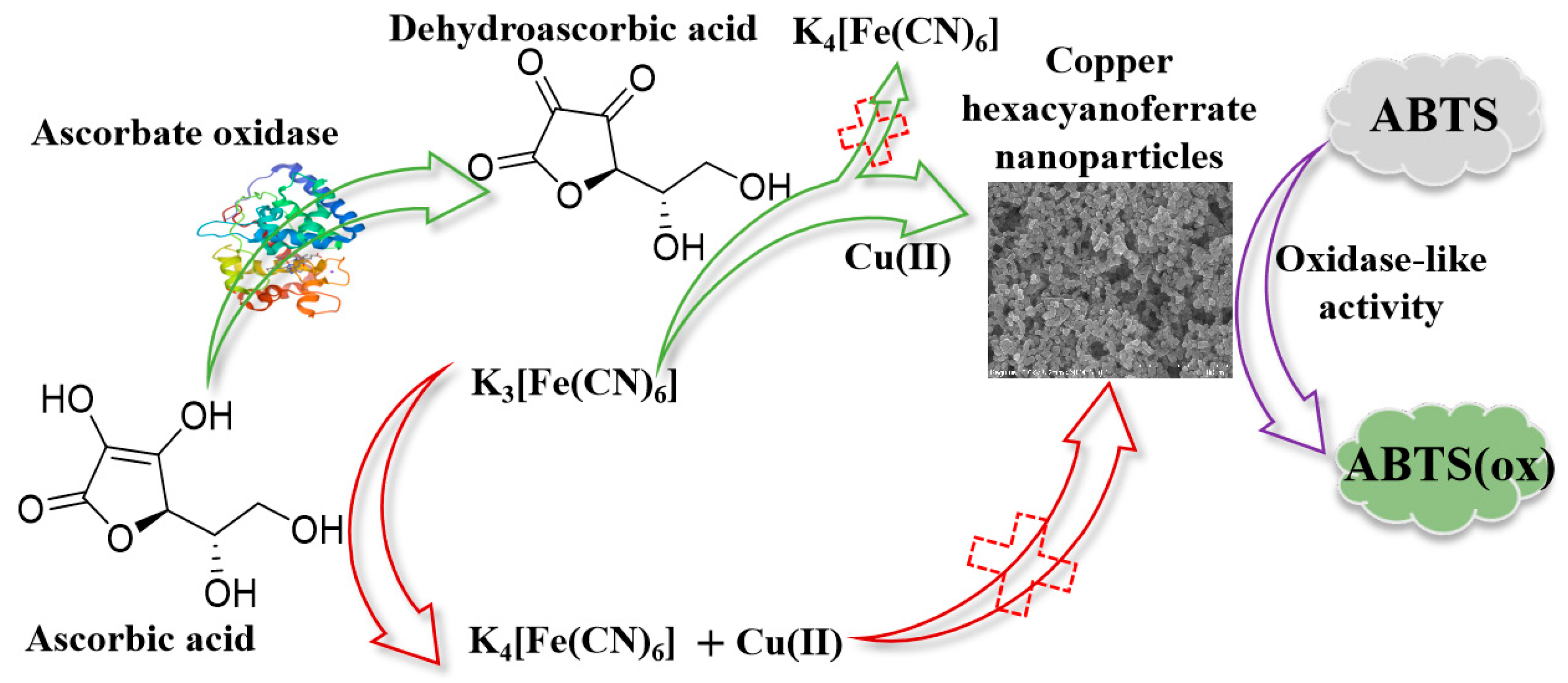 Biosensors | Free Full-Text | Enzyme-Regulated In Situ Formation 