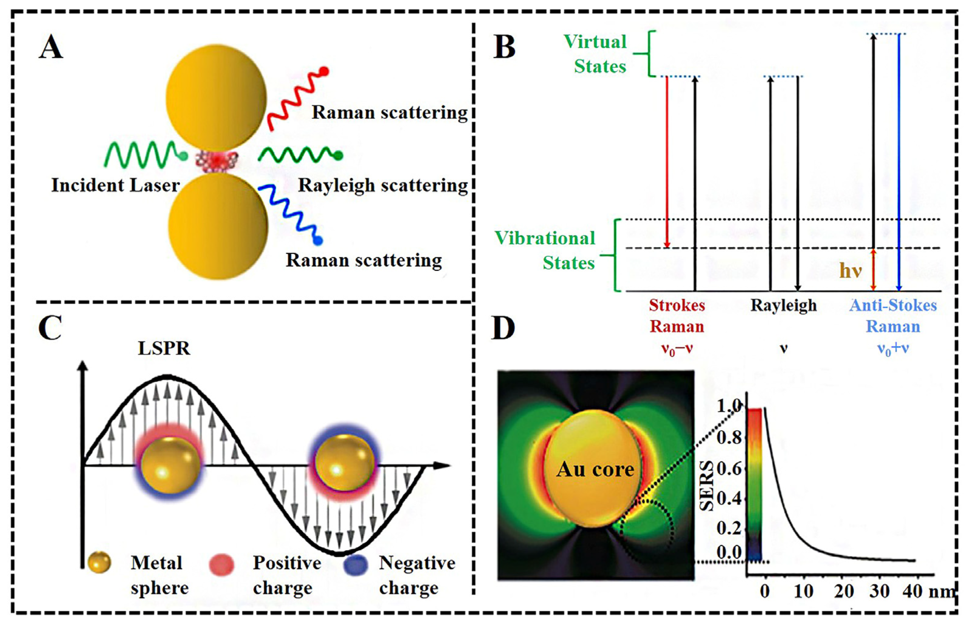 Biosensors | Free Full-Text | Recent Progress of Surface-Enhanced Raman  Spectroscopy for Bacteria Detection