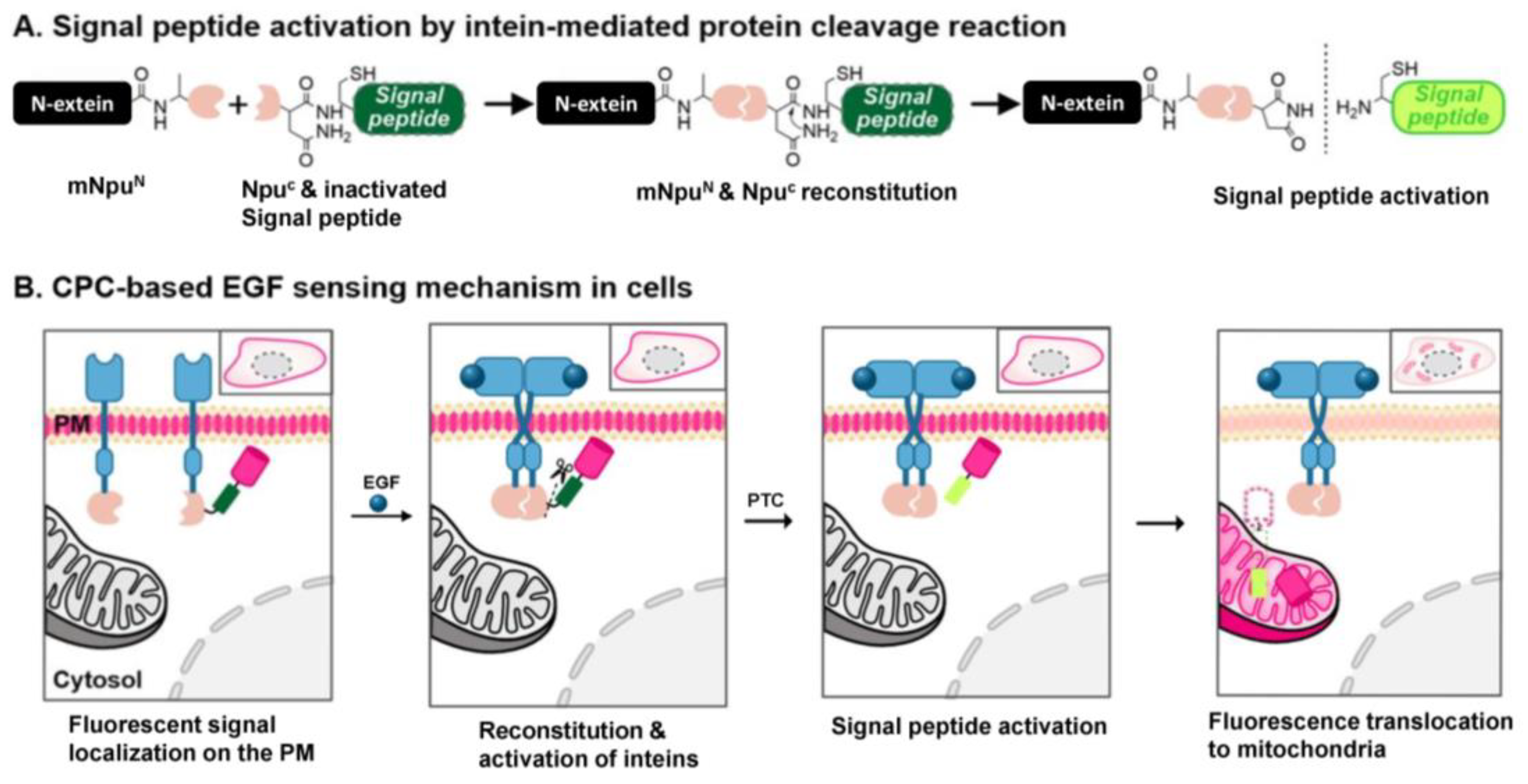 Biosensors 13 00383 sch001