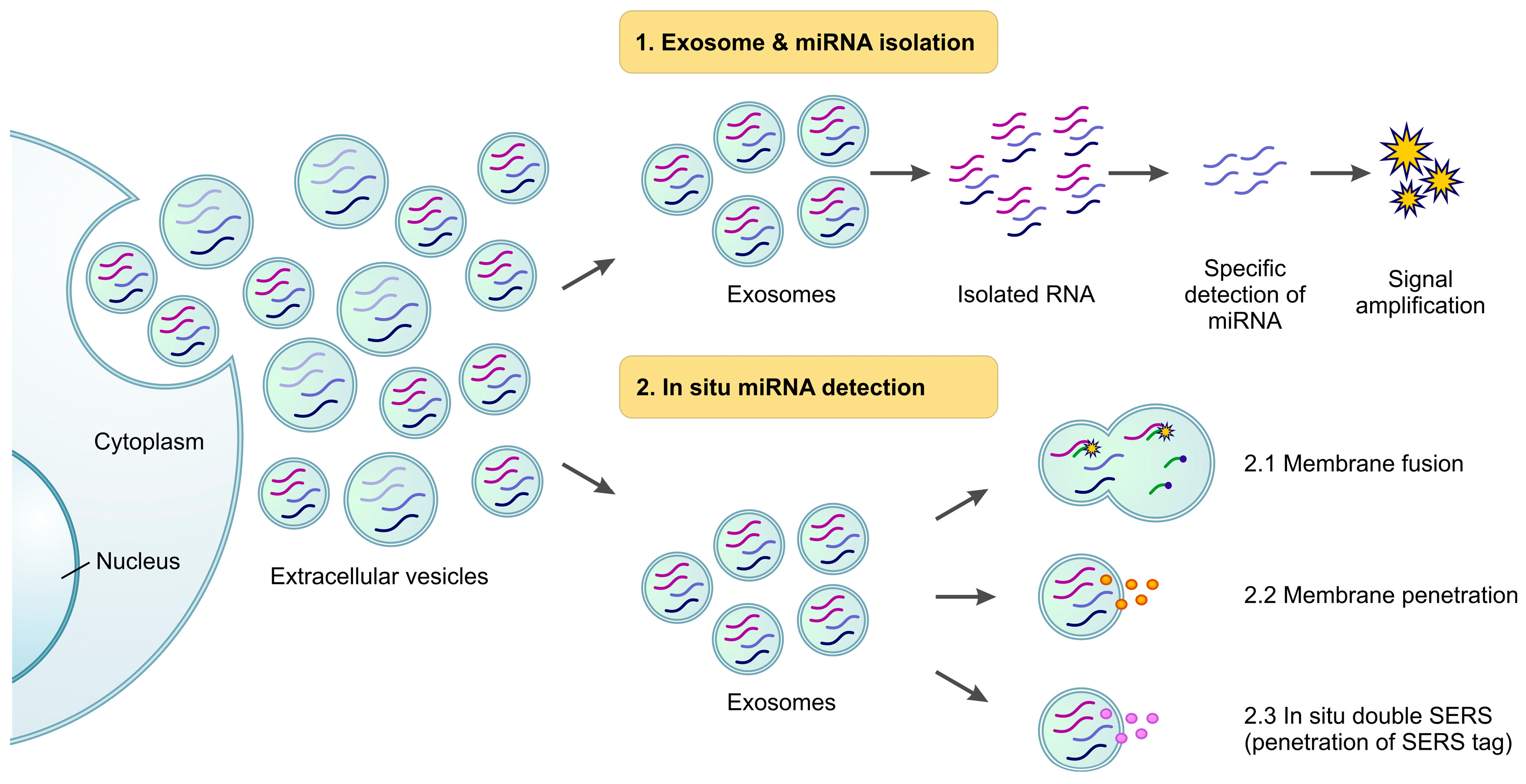 Biosensors 13 00422 g004
