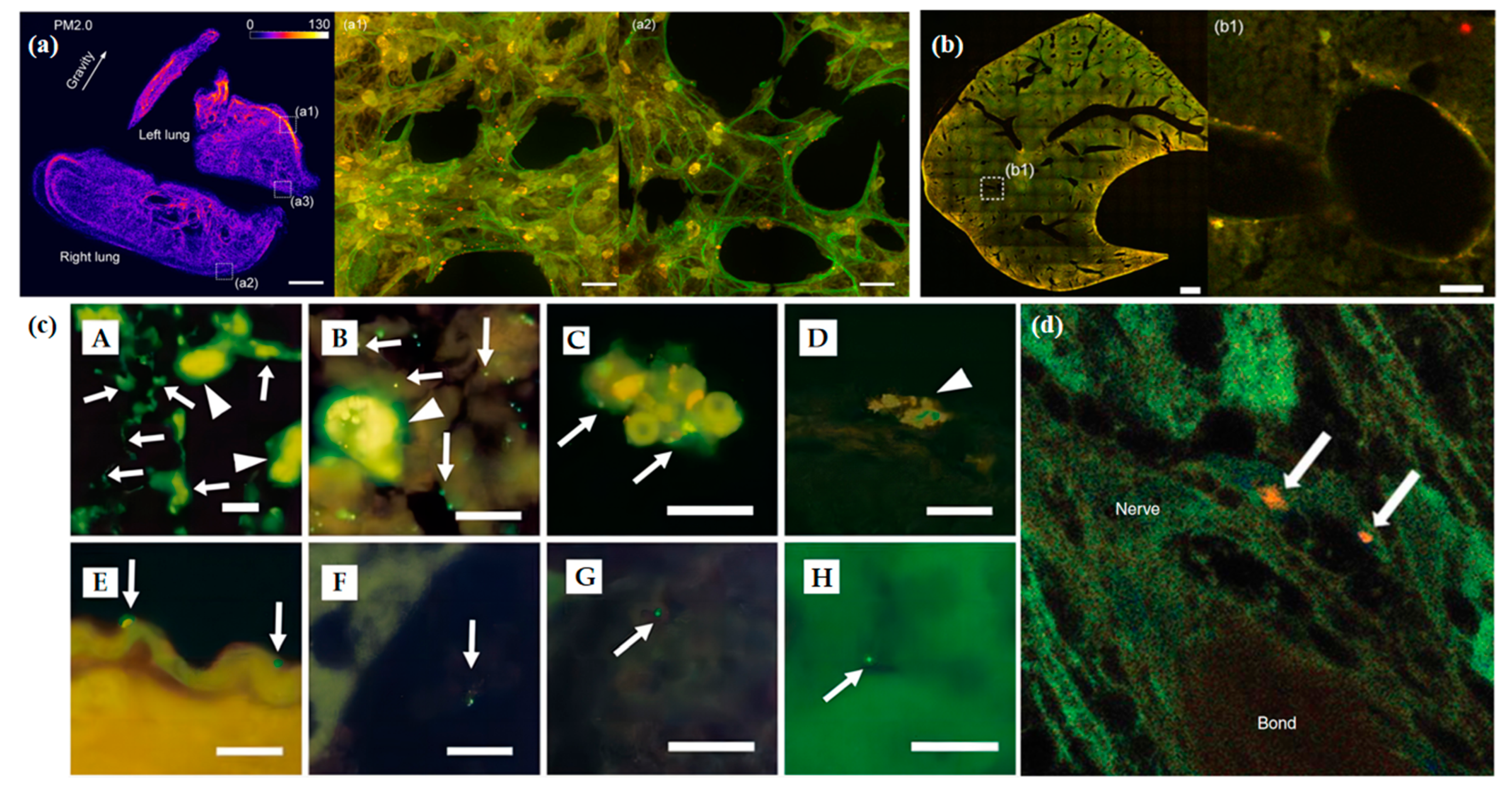 Biosensors 13 00494 g010 Biosensors 13 00494 g010