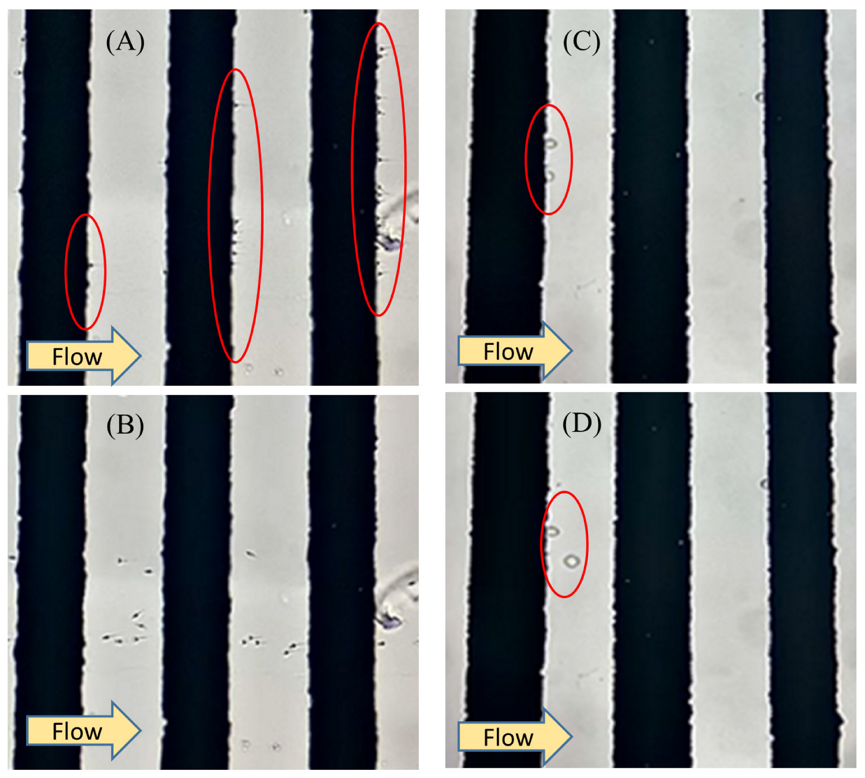 Biosensors 13 00540 g004