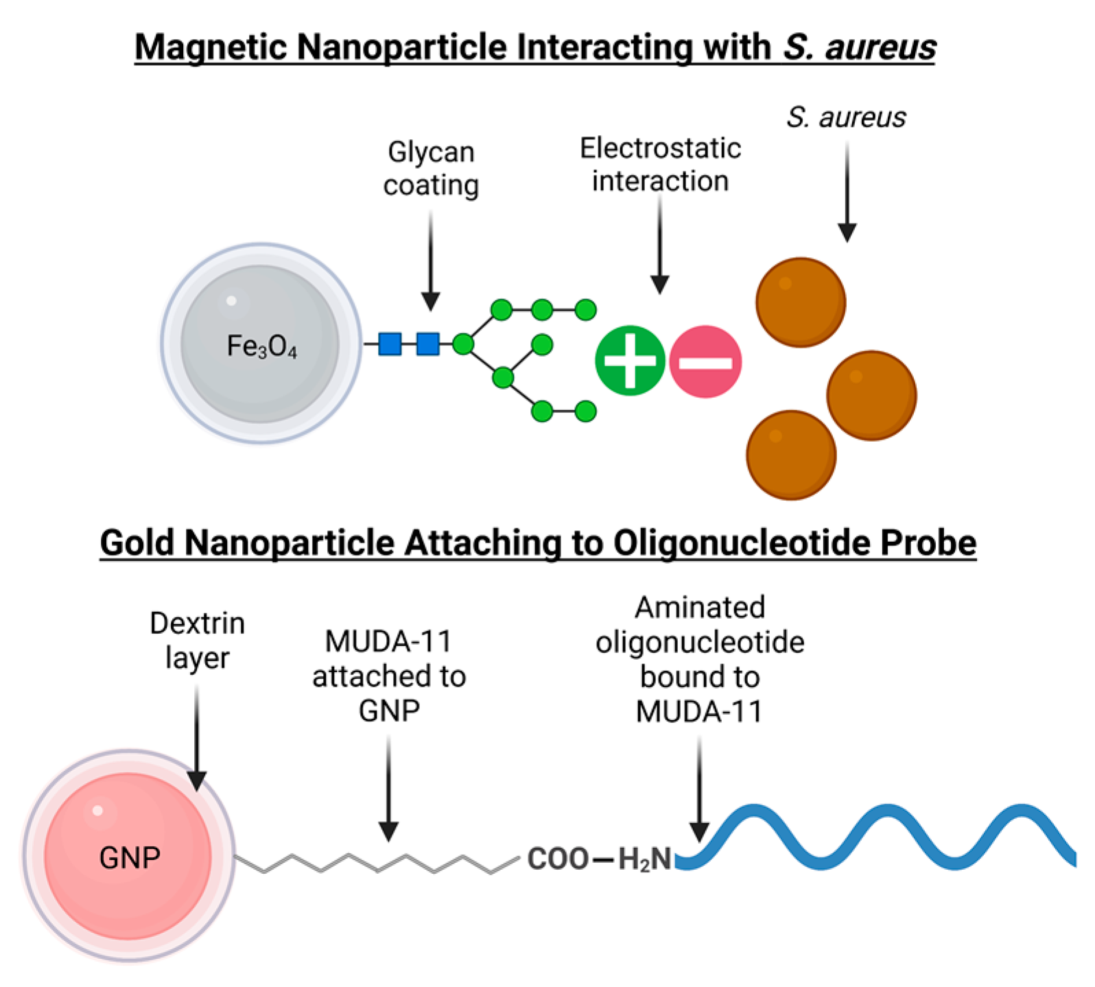 Biosensors 13 00608 g002 Biosensors 13 00608 g002
