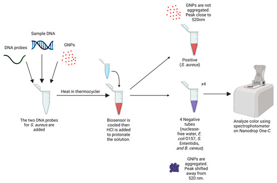 Biosensors | Free Full-Text | Multi-Probe Nano-Genomic Biosensor to ...