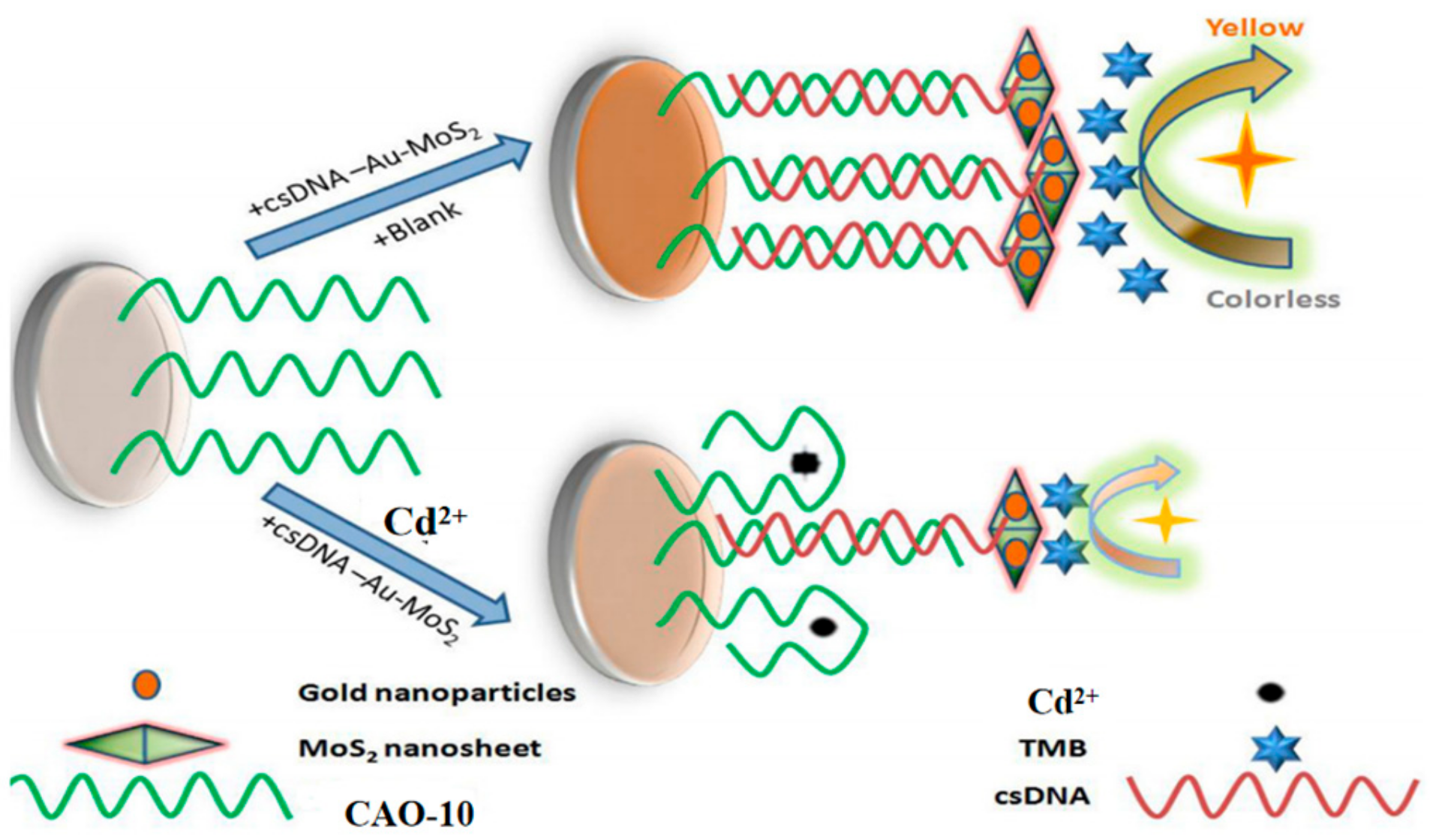 Biosensors 13 00612 g009