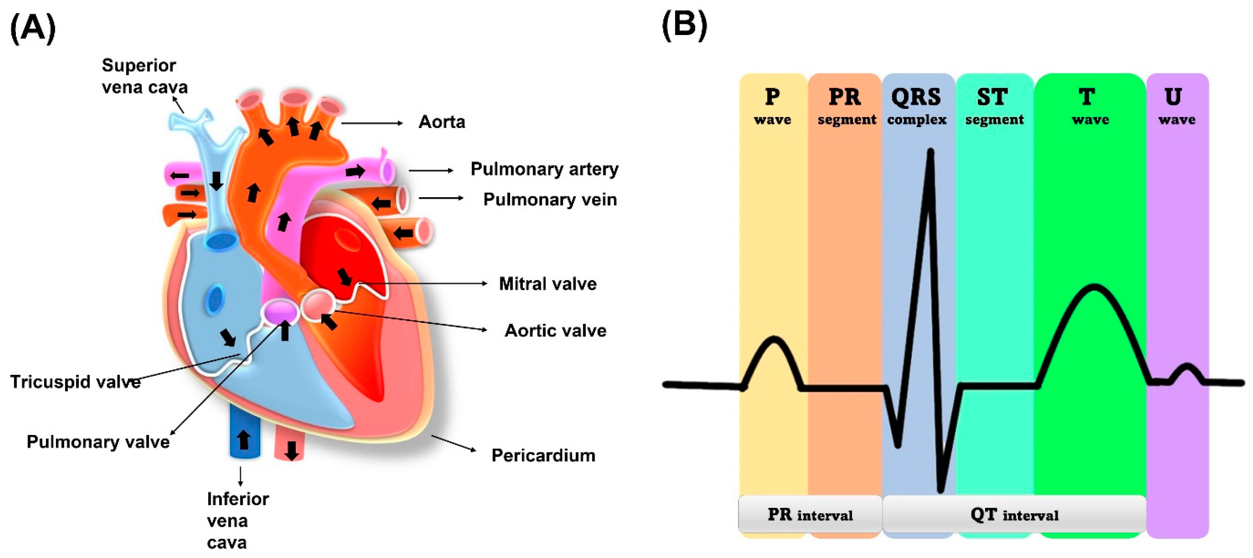 Biosensors | Free Full-Text | Recent Advances and Challenges in Textile ...