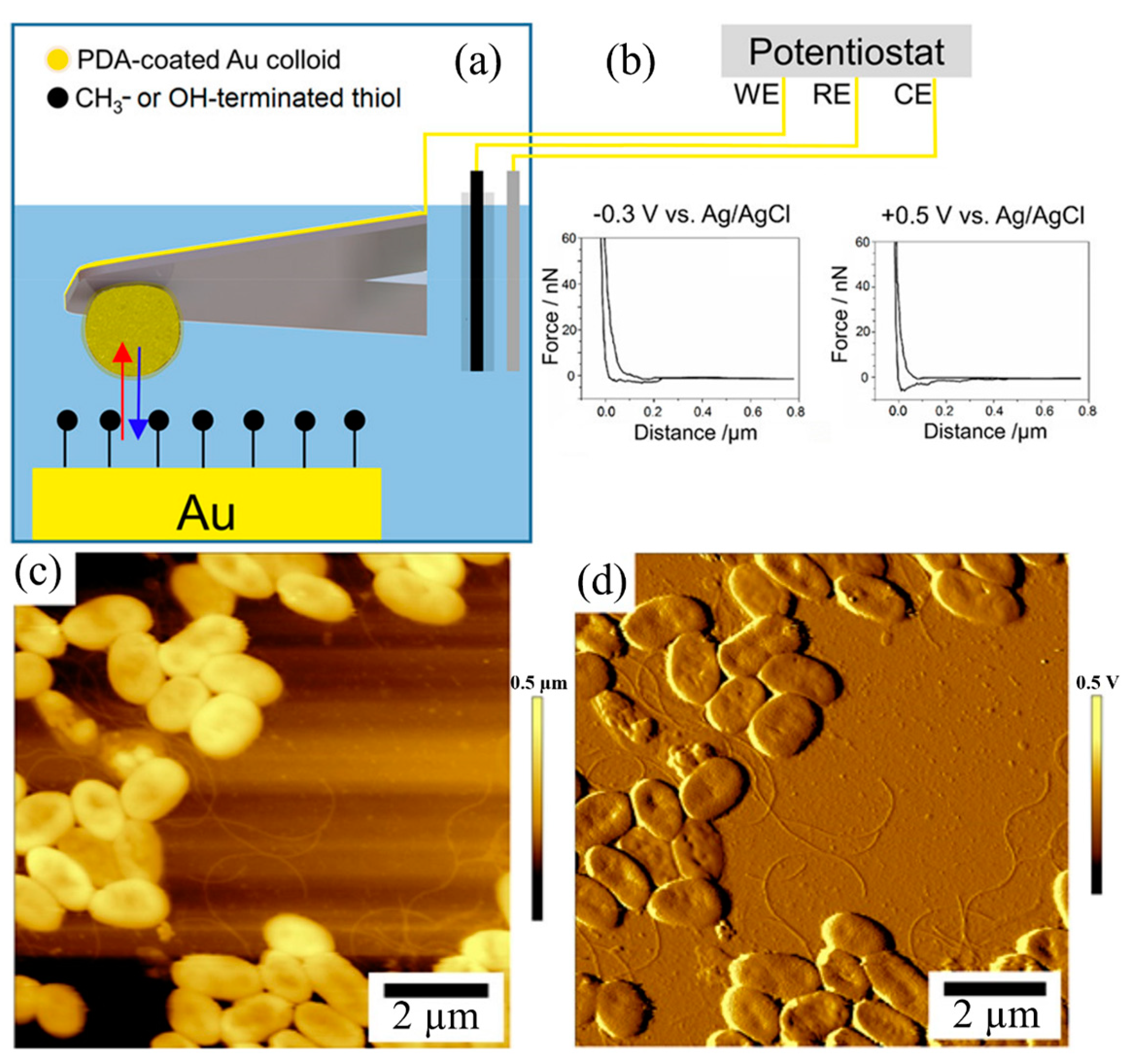 Biosensors 13 00695 g003