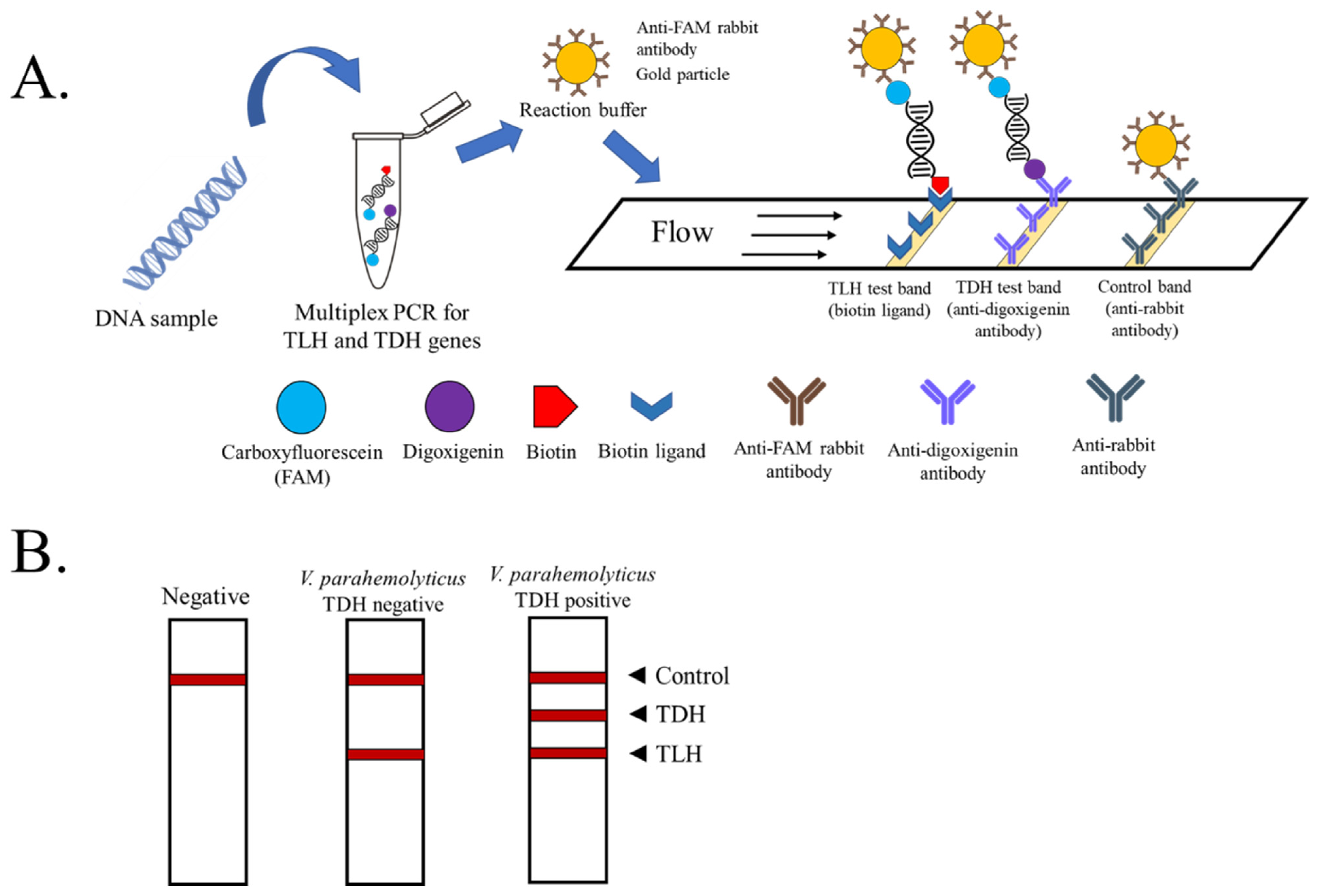 Biosensors | Free Full-Text | Multiplex PCR-Lateral Flow Dipstick ...