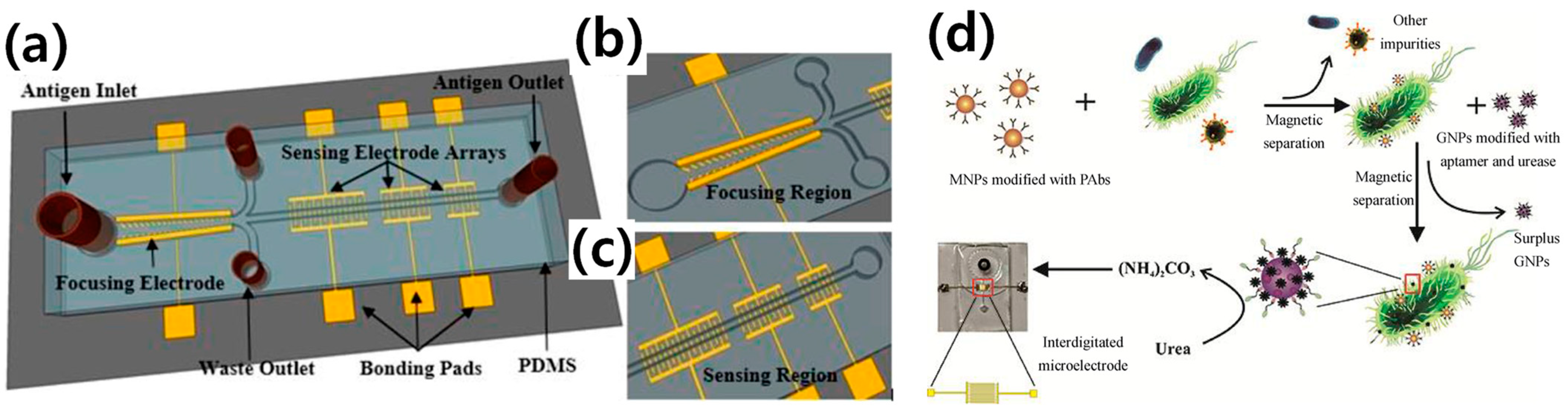 Biosensors 13 00741 g002