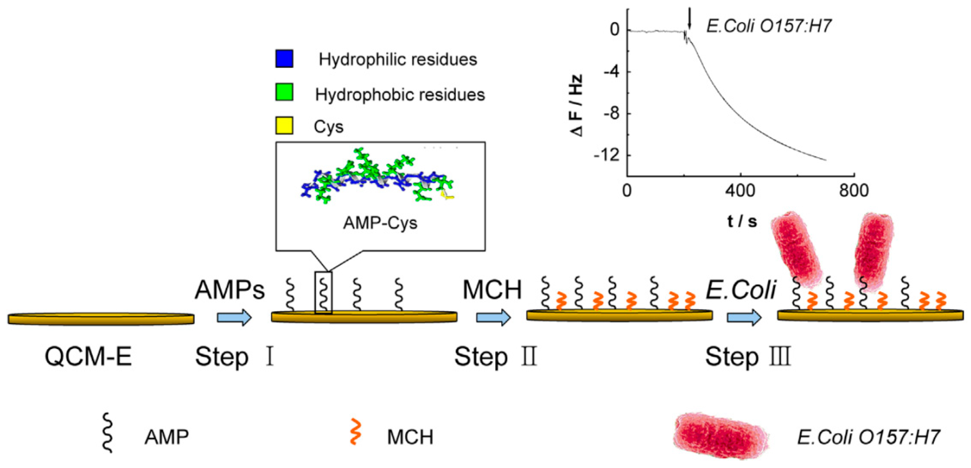 Biosensors 13 00741 g004