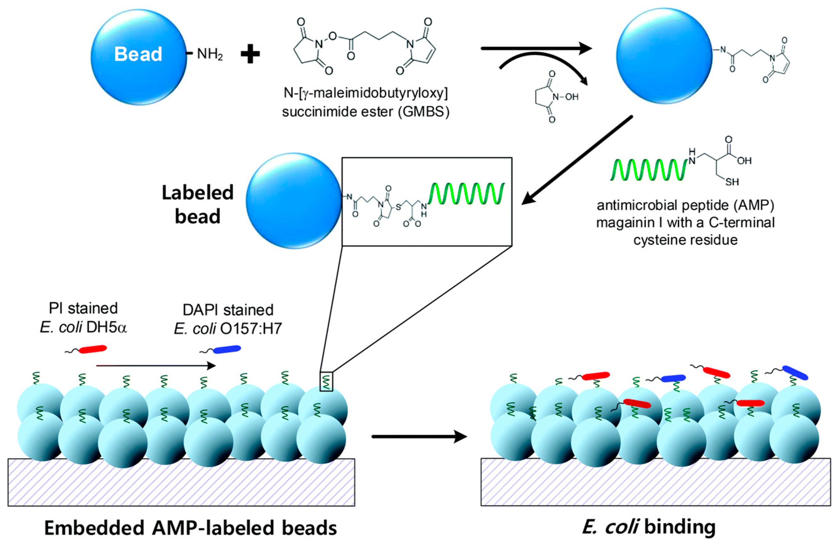 Biosensors 13 00741 g006